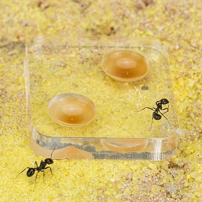 Sand Ant Farm Mini - Educational Formicarium For Kids (Ages 8-99) - Anthouse - View #2