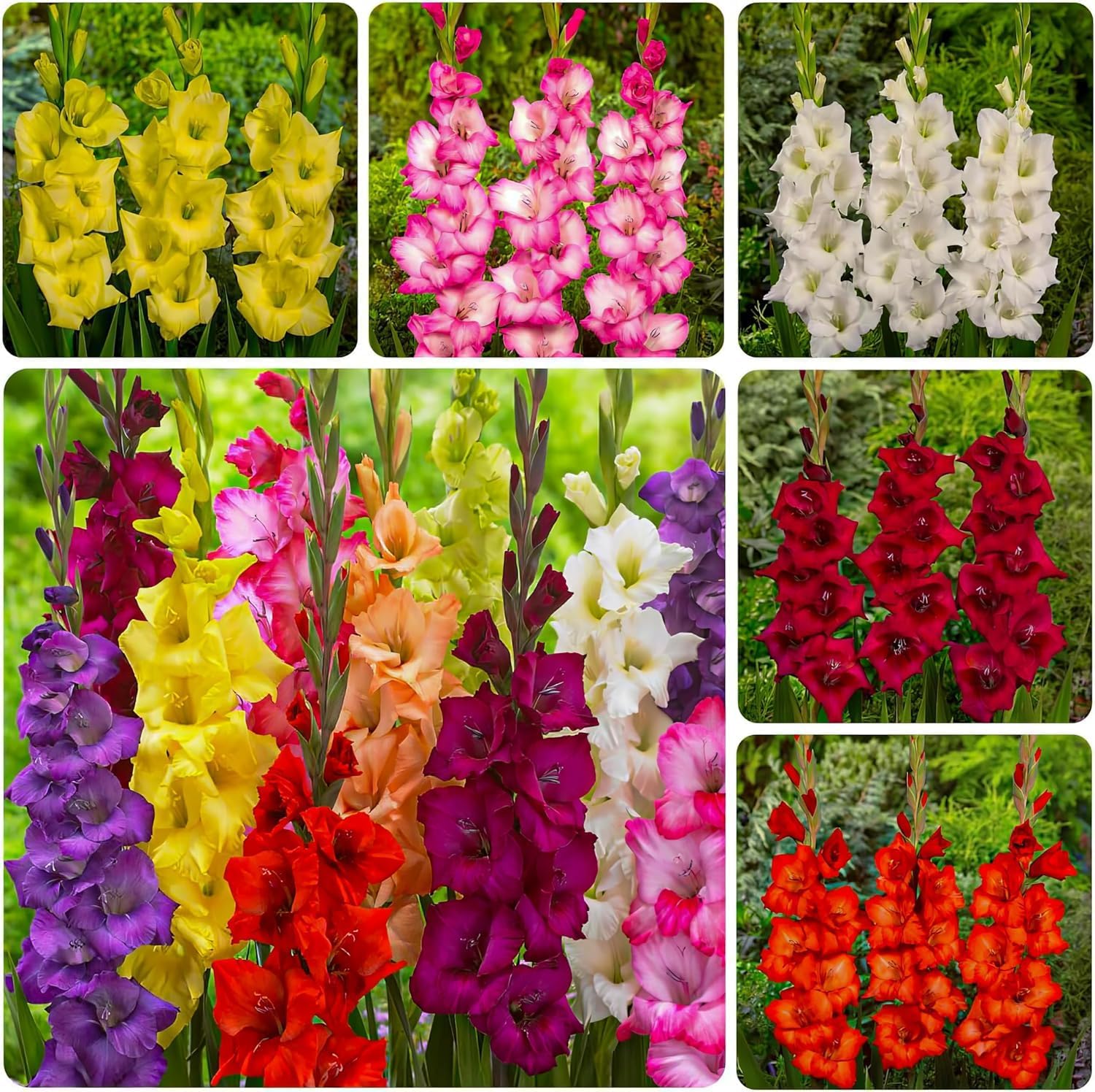 Bulbi Fiori Perenni da Esterno - 50 Bulbi Gladiolo - Mix di 7 Varietà - Grandi Piante - Piante Esclusive dall’Olanda - per giardino e vaso (senza semi, non artificiali e resistenti)