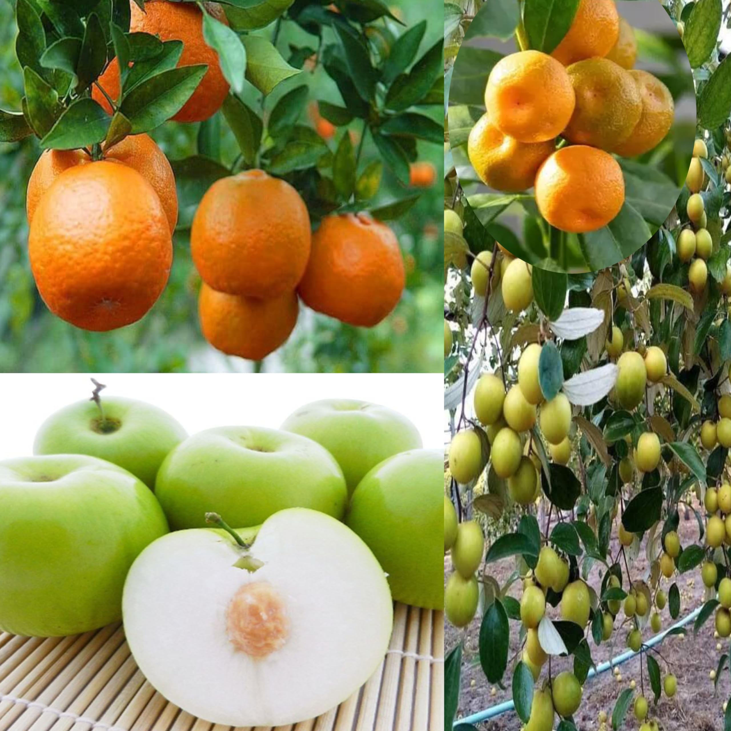 Eroanvia Combo 2" Darjeeling Orange Live Plant + Seedless Apple Ber Plant Grafted Hybrid Jujube Live JujubeFruit Plant 1.5-3 Feet Height Live Plant For Home Garden (B0CH8N5KQC) Amazon Price History, Amazon Price Tracker