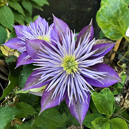 Fuente de cristal Clematis - Planta viva en una maceta de cultivo de 3.5 pulgadas - Colección Clematis Connoisseur - Plantas de inicio listas para