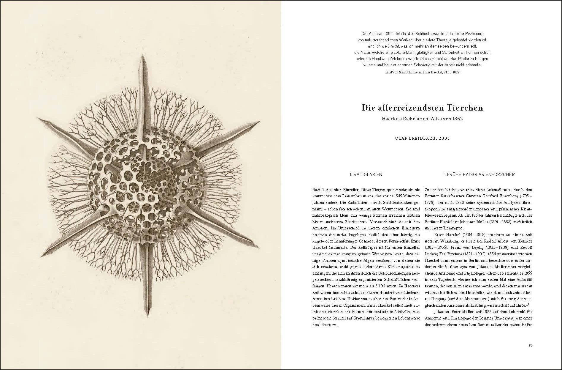 Ernst Haeckel: Kunstformen der Natur - Kunstformen aus dem Meer