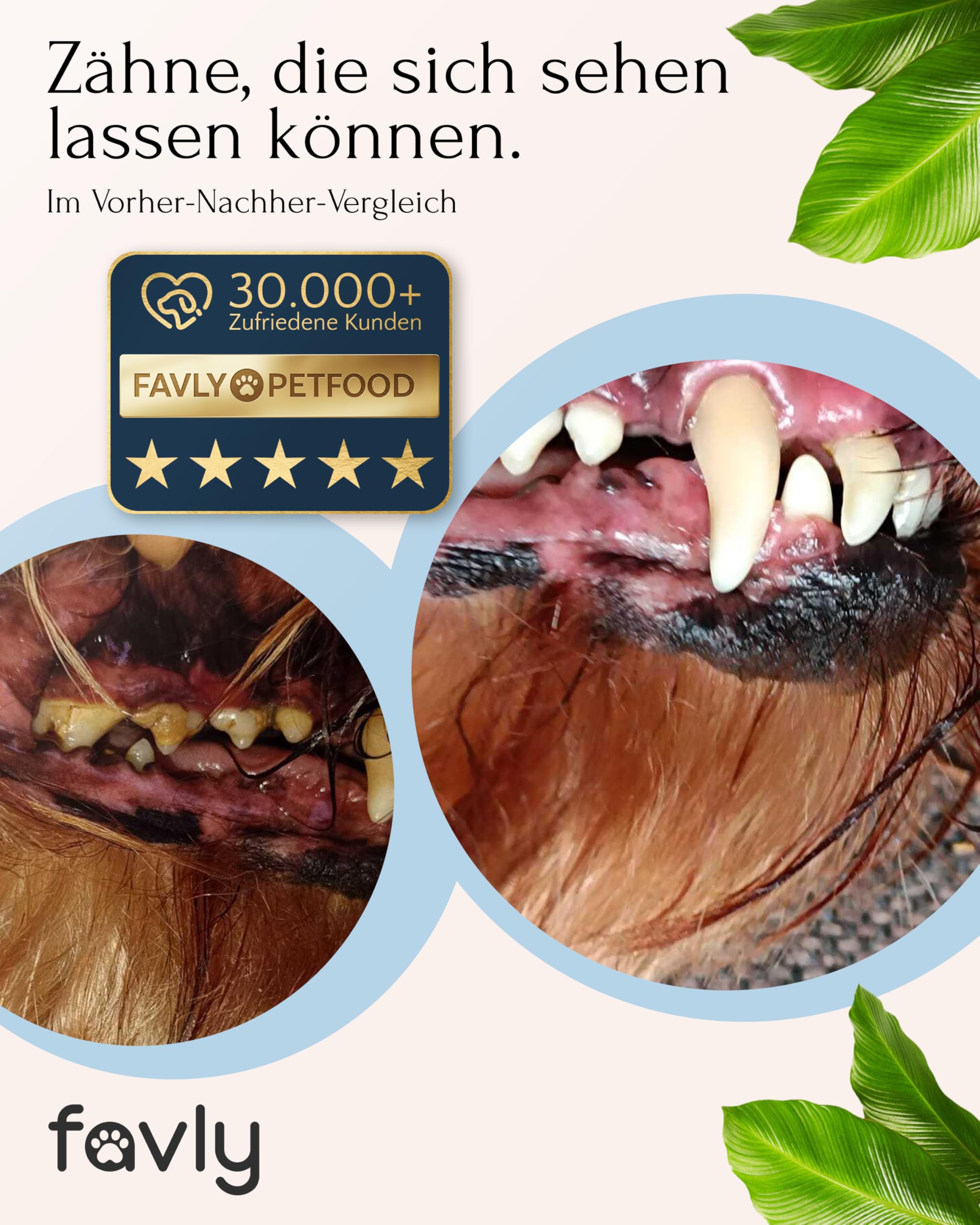 FAVLY – DENTAL polvere per la cura dei denti per cani, 250 g, mangime complementare per denti in polvere per cani contro l'alito e la placca dentale, con clorella biologica e prezzemolo, senza cereali