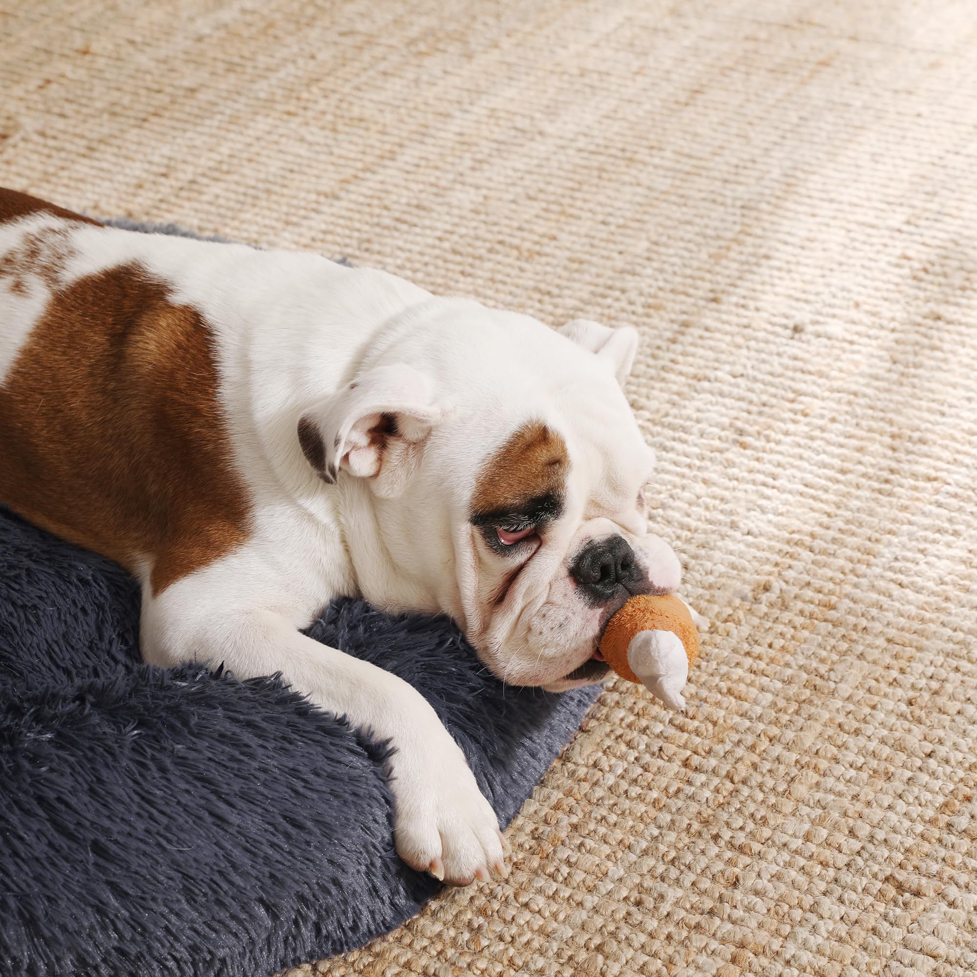Feandrea Cuccia per cani soffice, cuccia per gatti, cuscino a ciambella, lavabile, imbottitura centrale rimovibile, peluche lungo, diametro 90 cm, grigio scuro PGW041G02