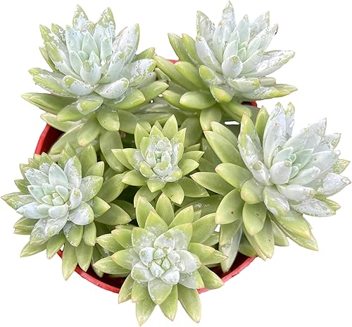 Miniatura 3 de FATPLANTS Plantas suculentas totalmente enraizadas en macetas de 4 pulgadas con tierra, suculentas reales en maceta, decoración única de cactus de