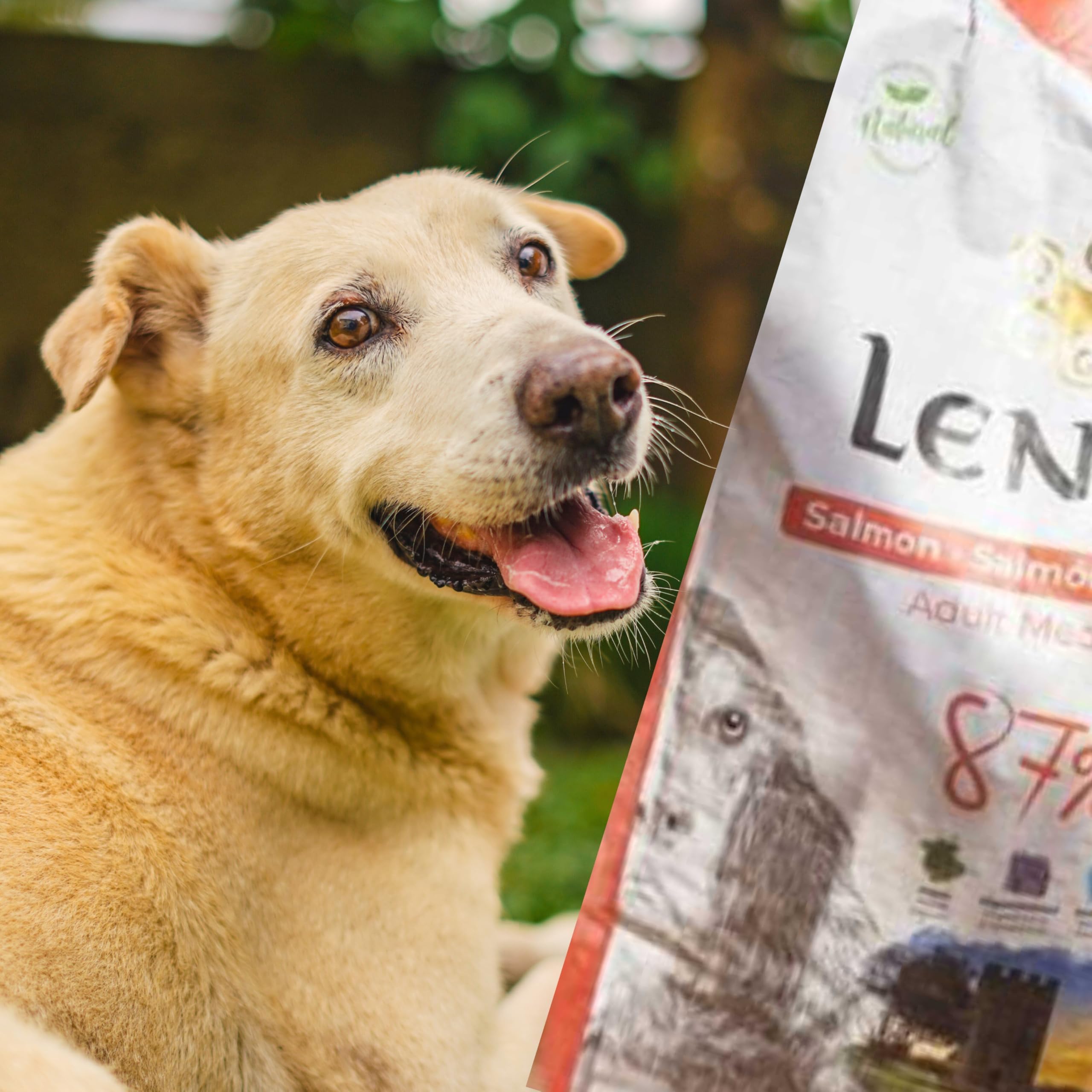 Lenda Salmón - Pienso para Perros Rico En Salmón |Comida para Perros Jóvenes y Adultos de Todas Las Razas | Pienso para Perro Natural (12 KG)