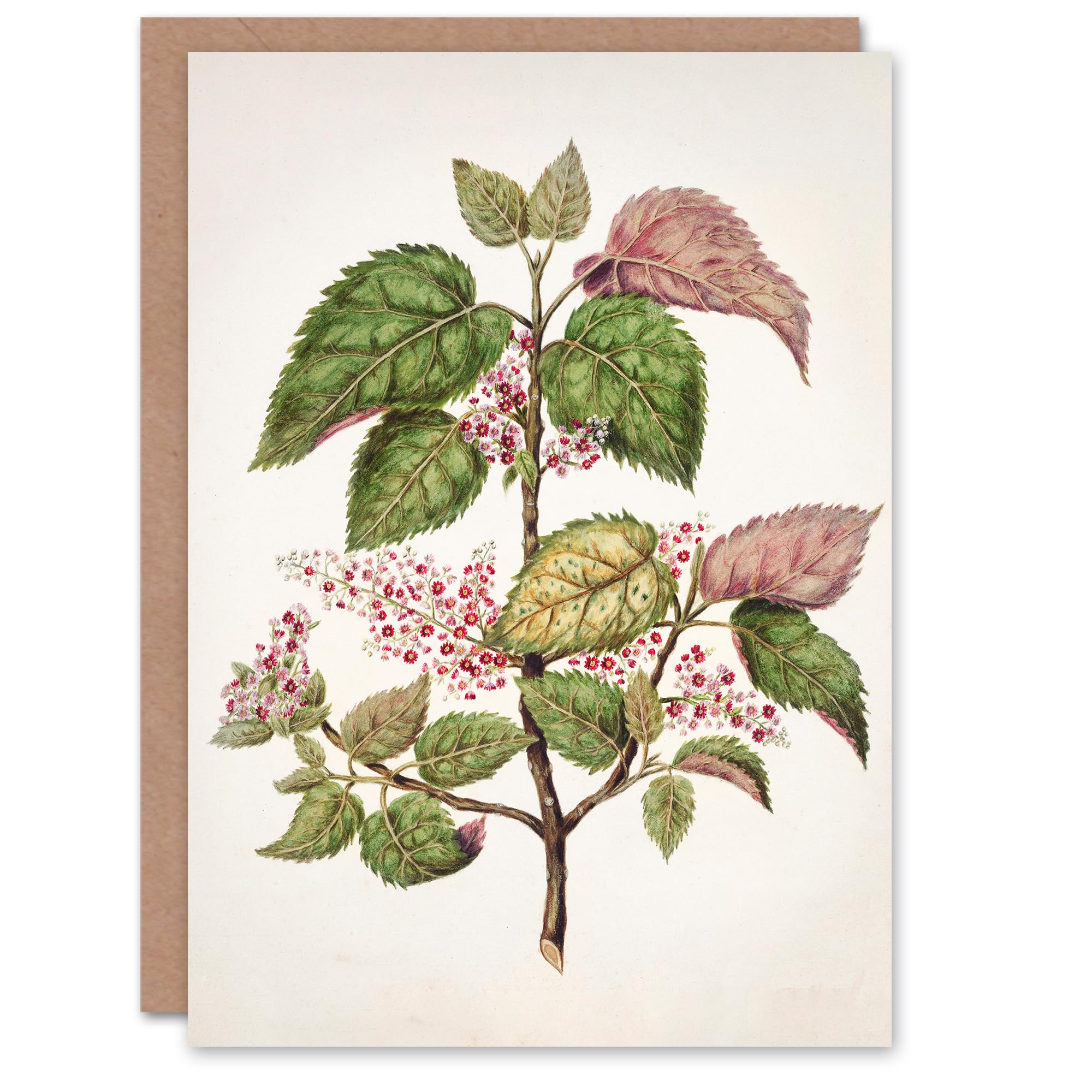 Artery8 Sarah Featon Art Card New Zealand Makomako Flowering Plant