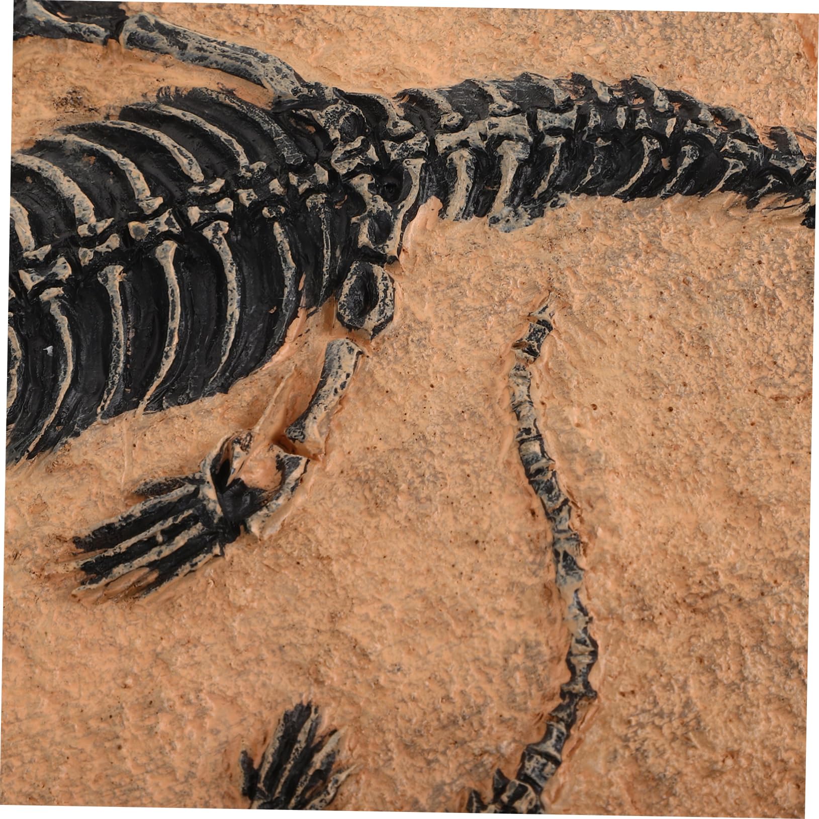 Fossili Di Dinosauro Set Di Decorazioni Ornamento Di Resina Simulazione Esemplare Di Dinosauri