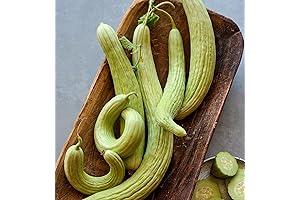Burpee Armenian Cucumber Seeds Create Your Own Delicacies
