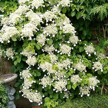 Hydrangea4937　0502 指定07 712CVUzAoPL._UF350,350_QL80_.jpg
