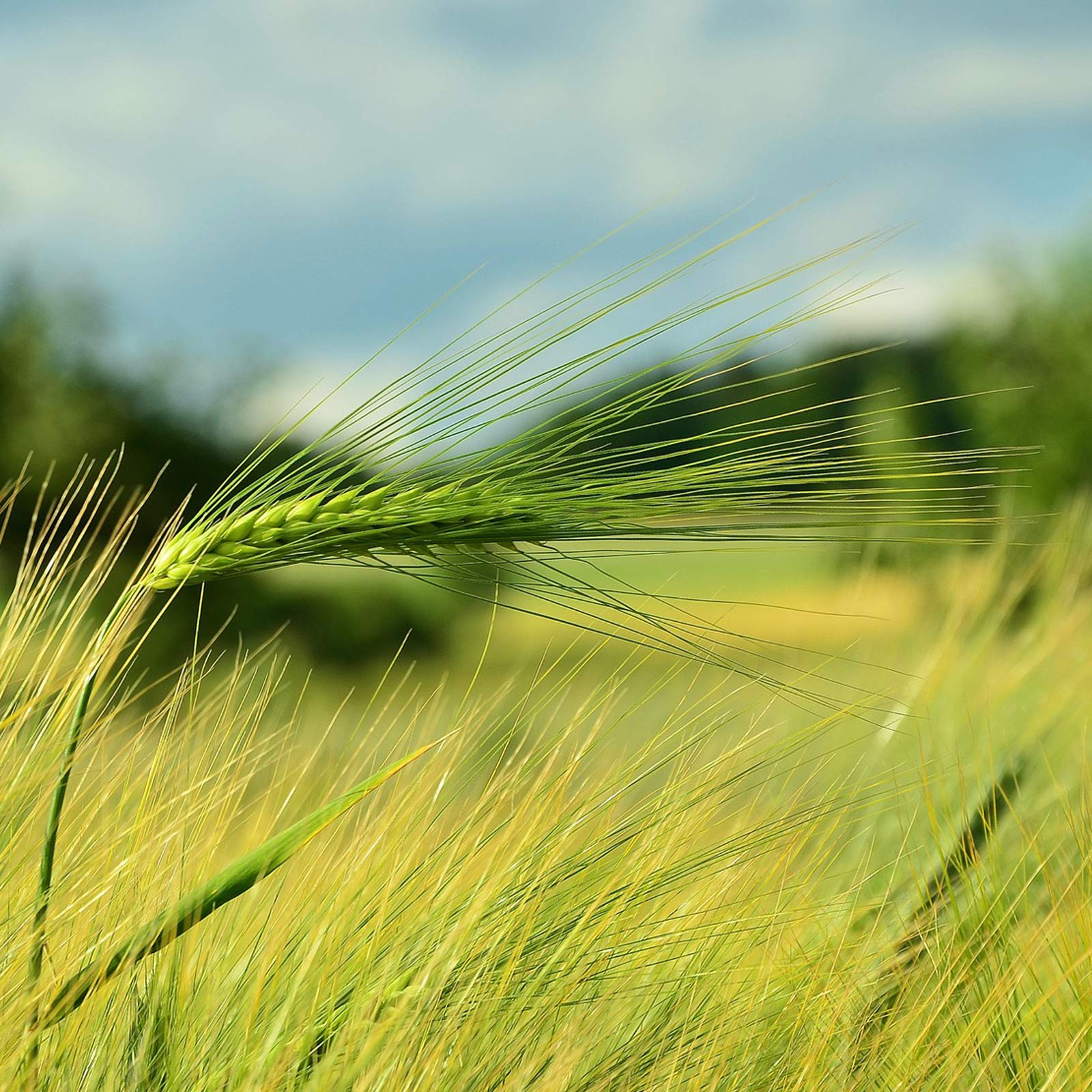 Gerste für Hühnerfutter Geflügelfutter Einzelfuttermittel Futtergerste Vogelfutter Nager Geschält Körner Getreide Barley Sack Futter Entspelzt Gereinigt Samen Petigi, Gewicht:25 kg