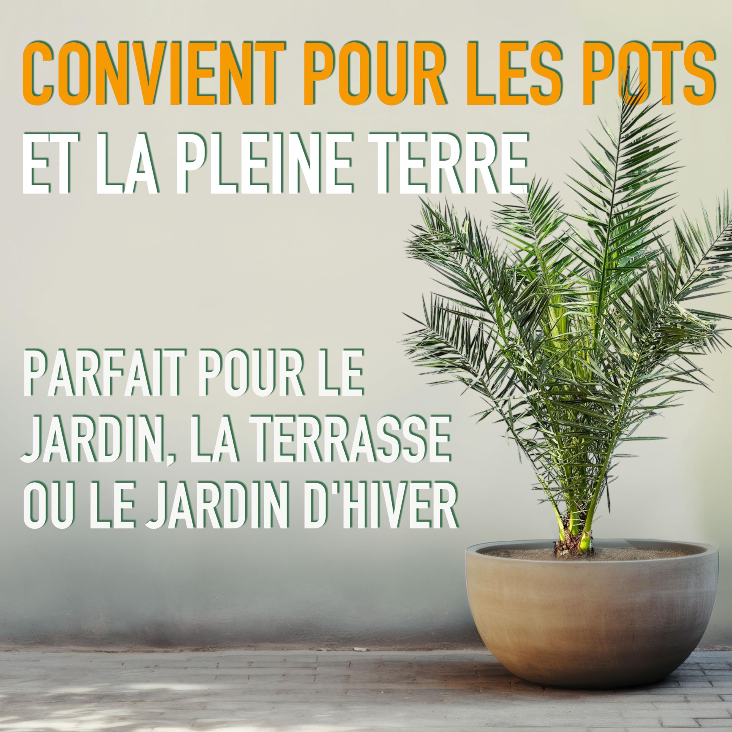 Palmier - Phoenix Canariensis - 140-160 centimètres - Palmier Dattier