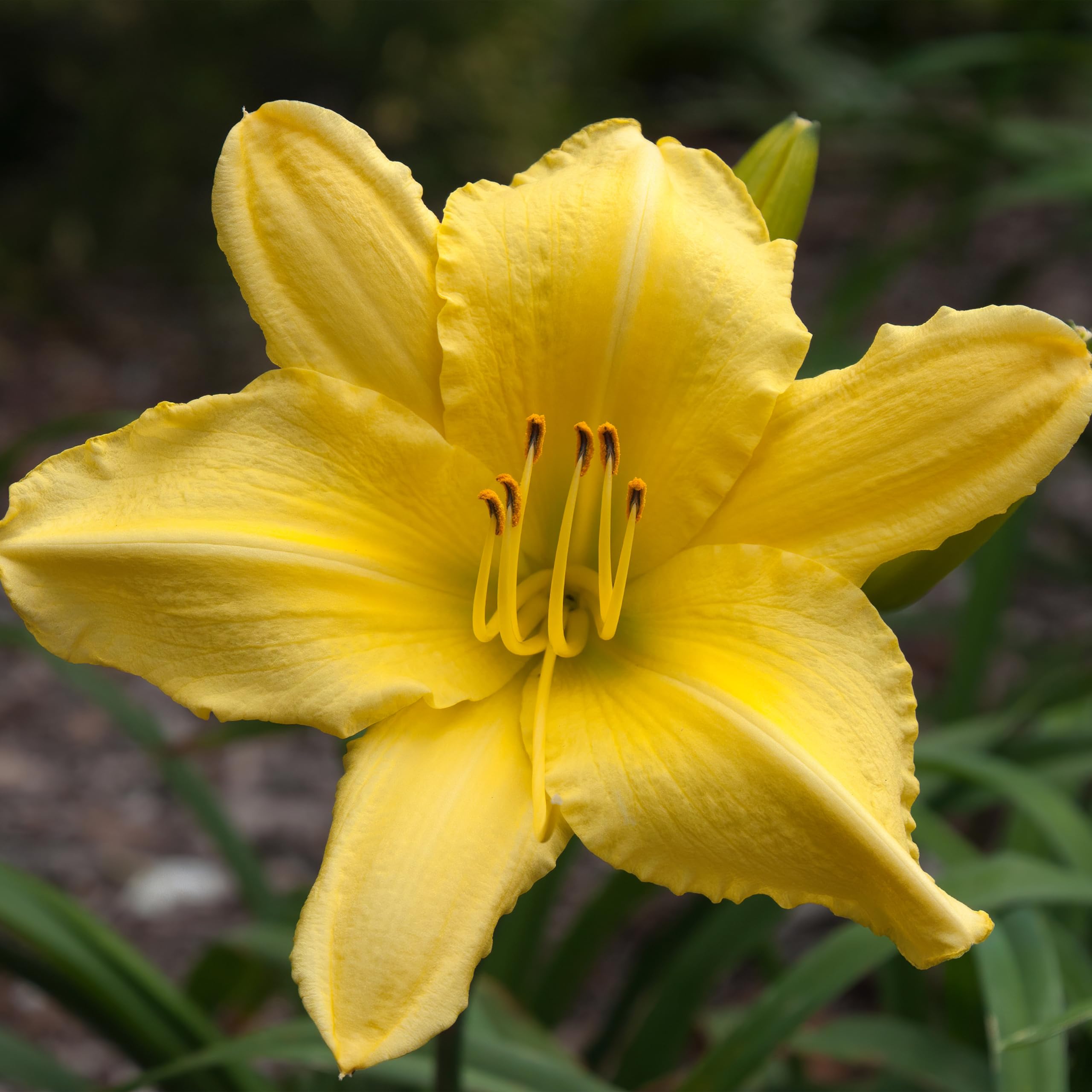 Bloomique - Set da 3 pezzi – Hemerocallis Stella d'Oro – Daylilie – Piante da giardino – Resistente – Altezza 10 – 20 cm – Vaso 9 x 9 cm