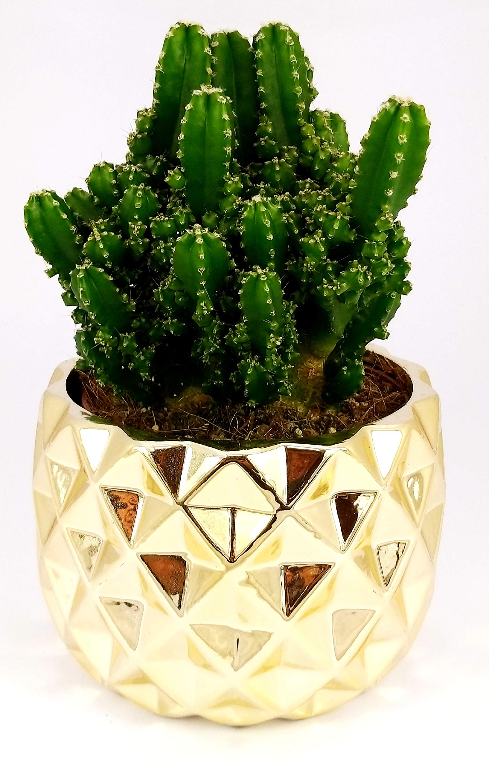 Cereus Peruvianus In Vaso Di Coccio - Pianta Grassa Vera POWERS