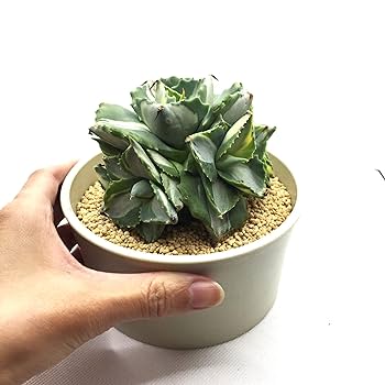 アガベ】雷神 錦 白中班 石化 レア株 超ボールタイプ アガベ】雷神 錦 白 アガベ】雷神 錦 白中班 石化 レア株 超ボールタイプ アガベ】雷神 錦 白