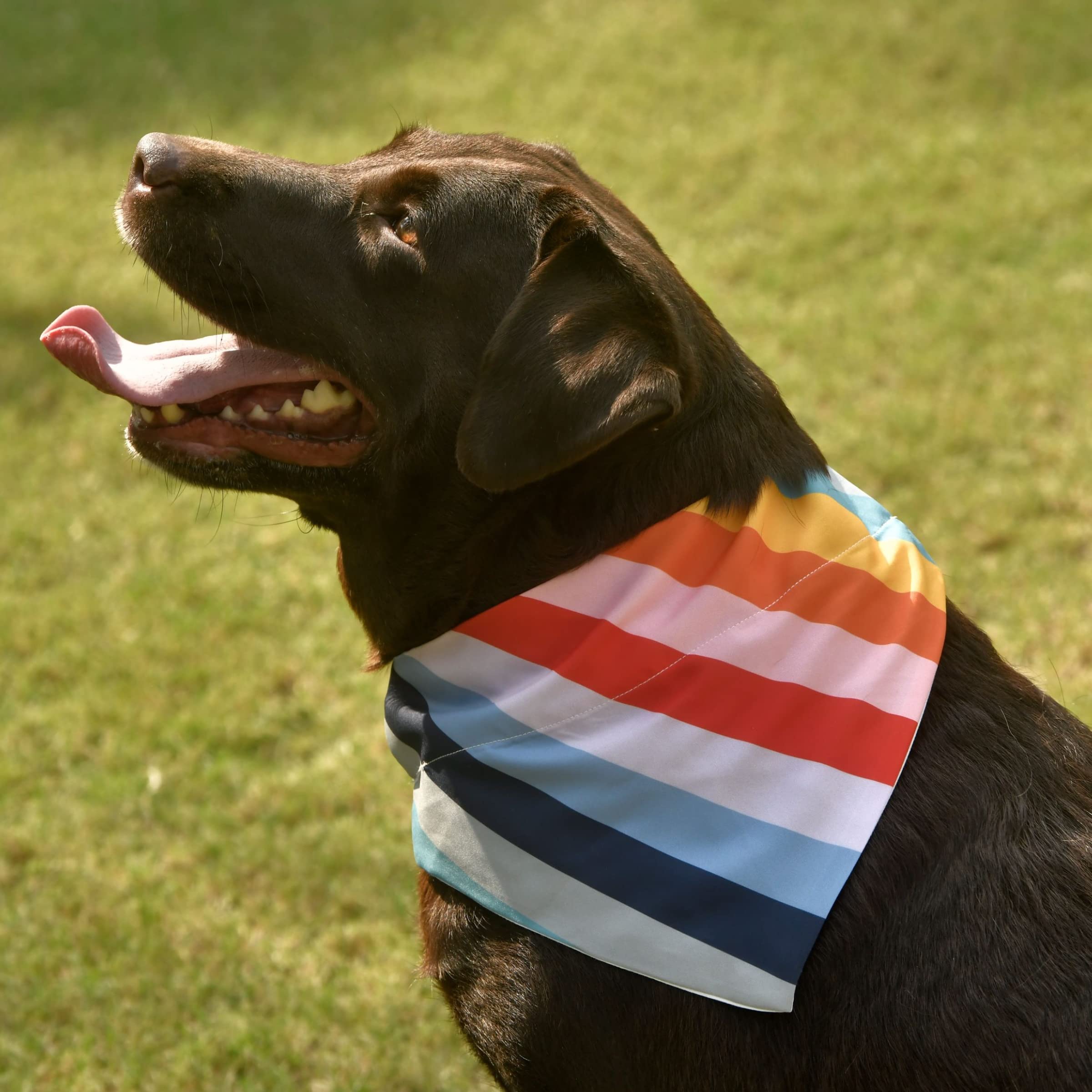 GROOMSOME Muti-Coloured Dog V-Bandana/Dog Scarf (Size: Small) Pack of 1 (B09QB5XP2K) Amazon Price History, Amazon Price Tracker
