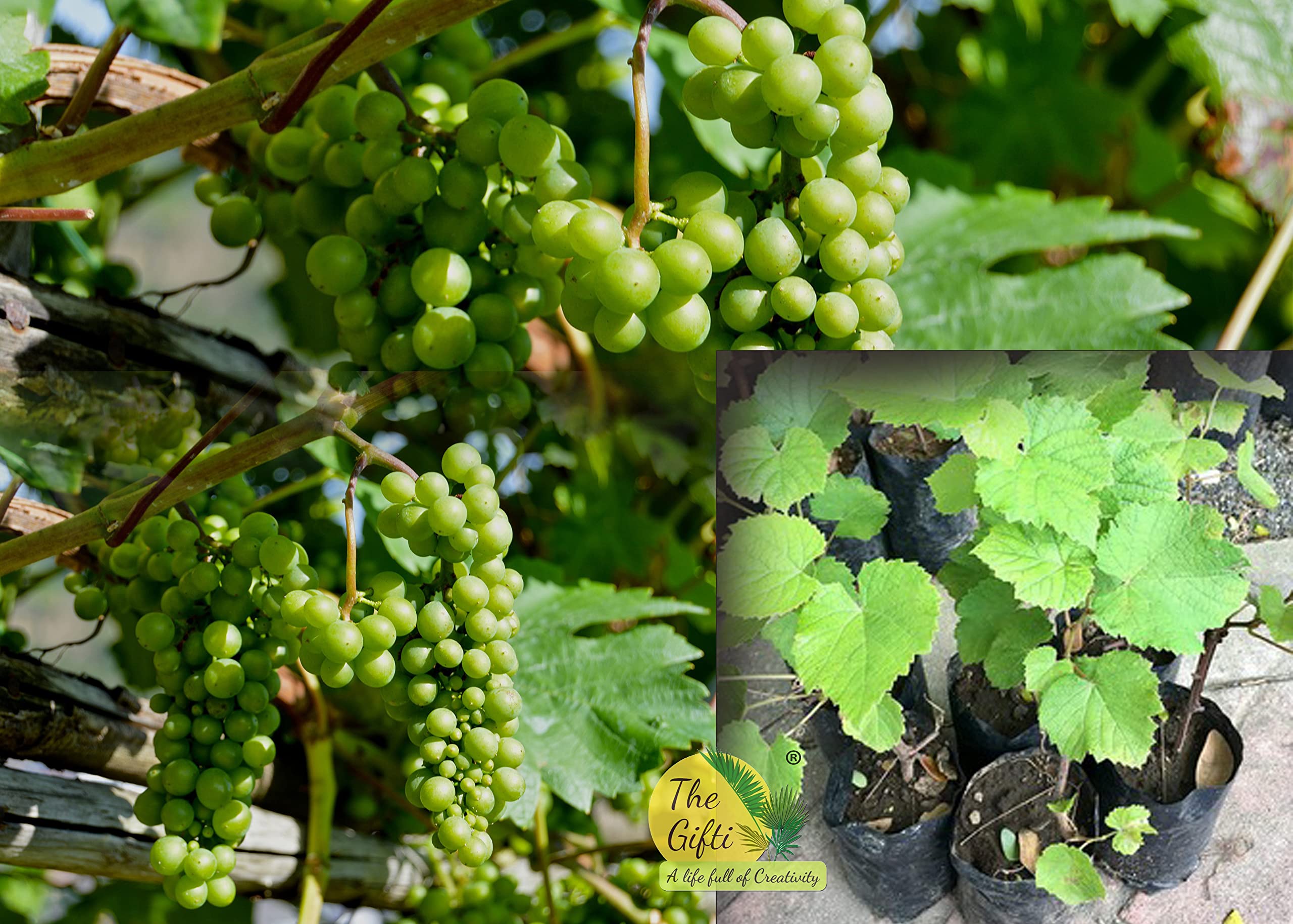 The Gifti ®️ Hybrid Grafted Live Grapes Plants [Varieties:-Anab-e-Shahi, Dilkhush (clone of Anab-e-Shahi)] Pack Of 1 Healthy Plant in Nursery Grow Bags (B0BRKMBX21) Amazon Price History, Amazon Price Tracker