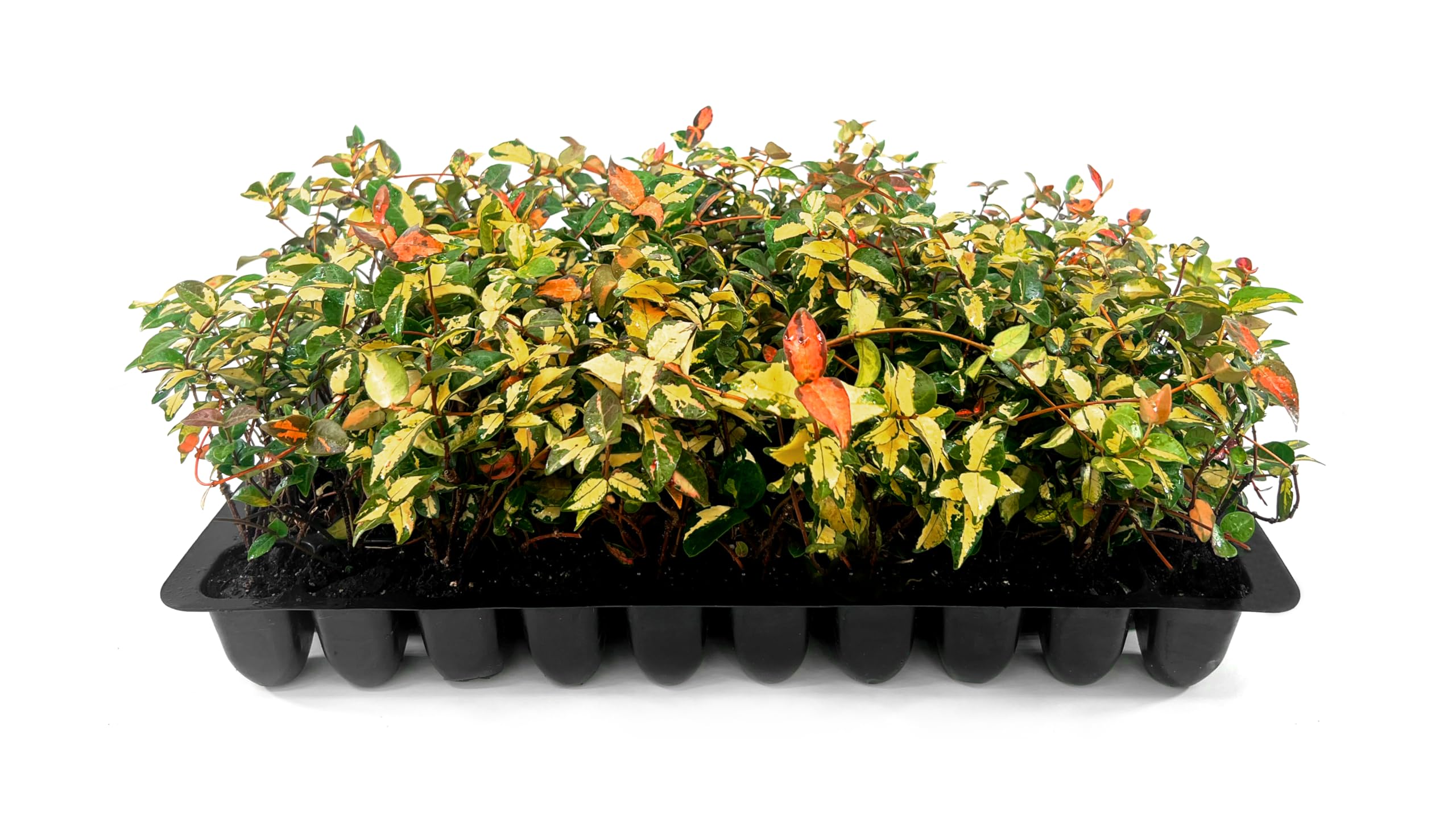 Jasmine Summer Sunset - 40 Live Plants - Trachelospermum Asiaticum - Colorful Groundcover Vine