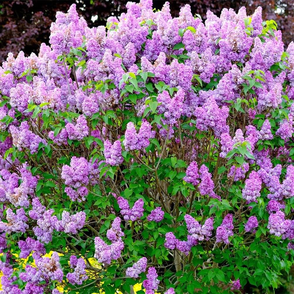 ライラックページ Amazon | キャンメイク マイトーンクチュール GT 03 アイシー