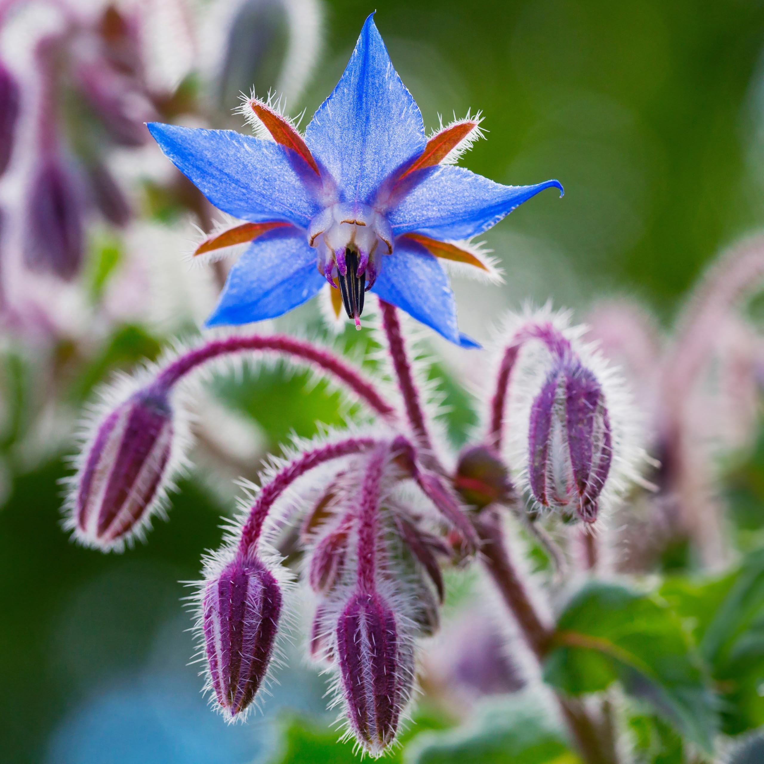 PREMIER SEEDS DIRECT - HERB - Borage Blue Seeds (5,000 Seeds) โ image 1