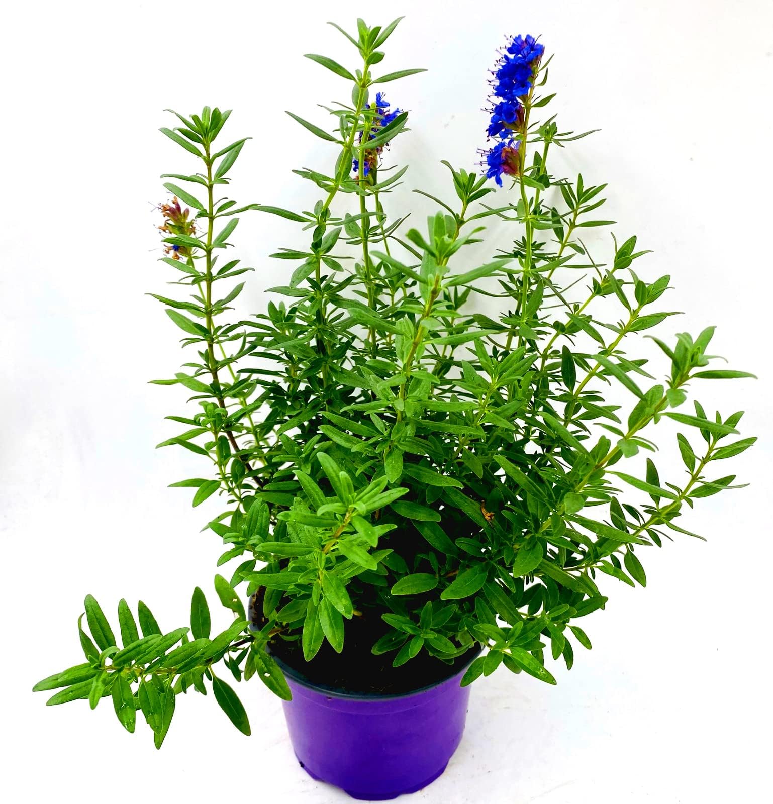 Orangen Minze Kräuterpflanze Mentha x piperita 1stk. Amazon.de Garten