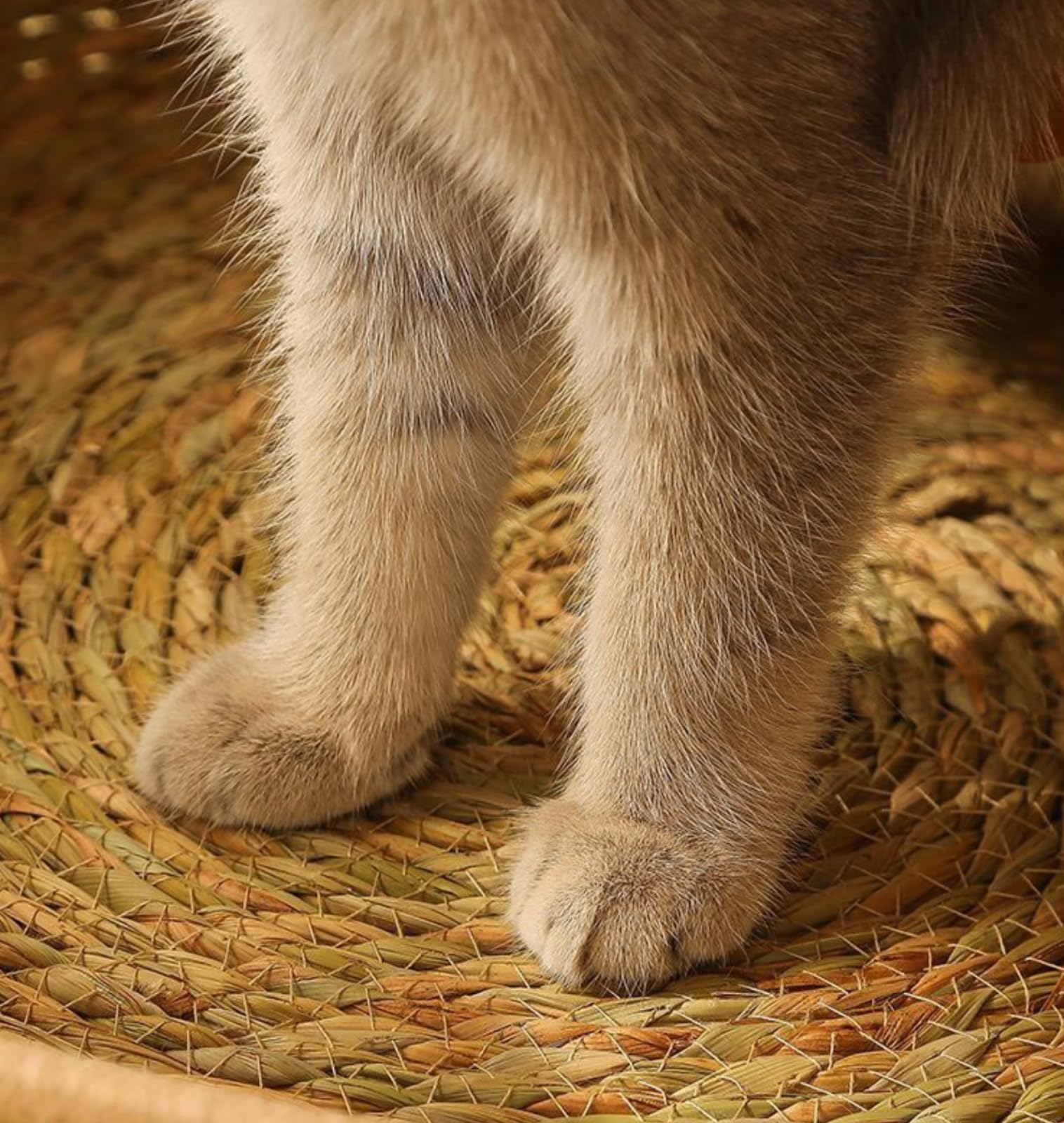 Générique Panier Rond pour Chat en rotin de 43 cm x 16,9 Pouces avec Rembourrage en Coton, Lavable et résistant aux griffures, décoration intérieure (Vert Militaire)