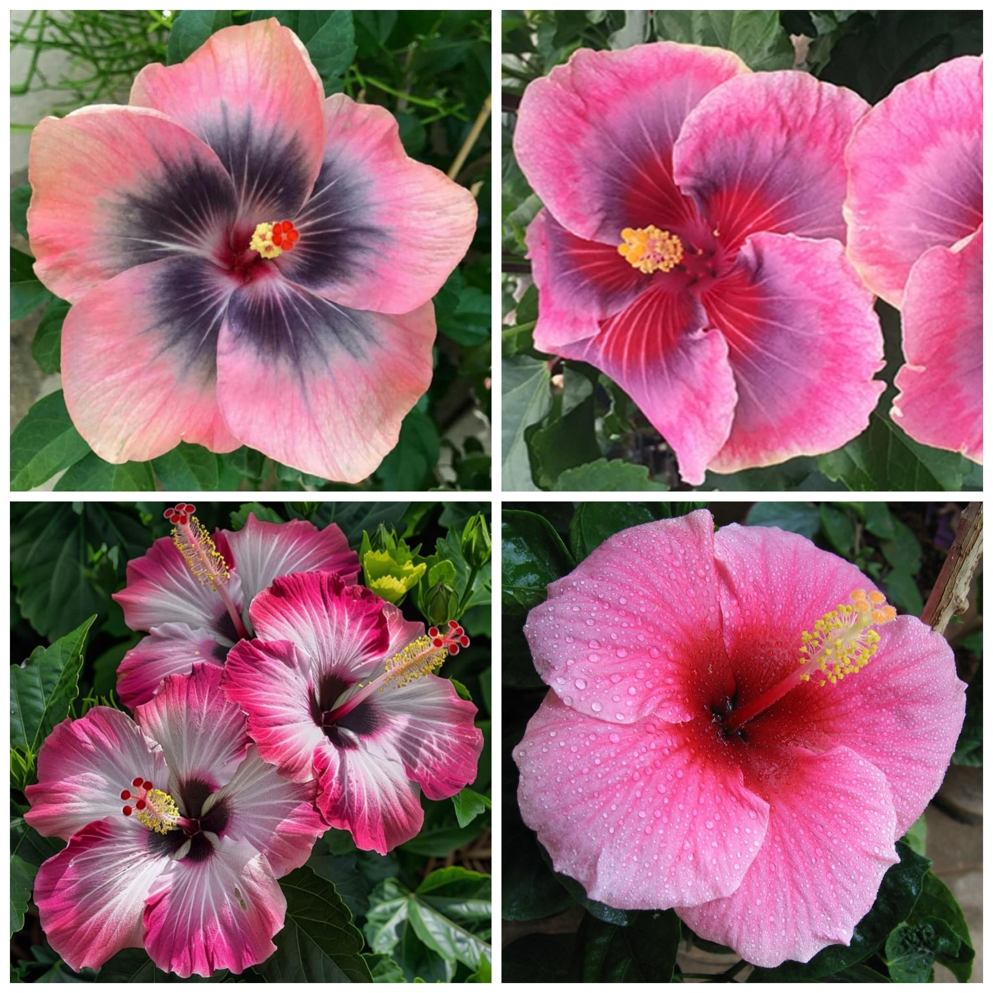 Amazon.com : Hibiscus Flower Seeds for Planting - Exotic Plant Bonsai Seeds  Giant Flower Tropical Potted Plants Seeds Non-GMO Heirloom Seeds Perennial  Flower : Patio, Lawn & Garden