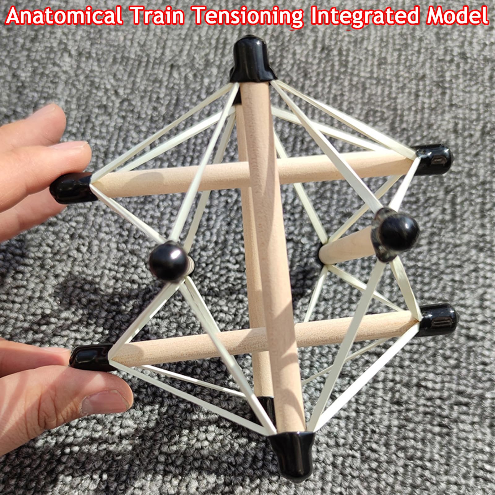Model kręgosłupa i miednicy Tensegrity do demonstracji napięcia powięziowego, pomoc dydaktyczna do rehabilitacji dynamicznej
