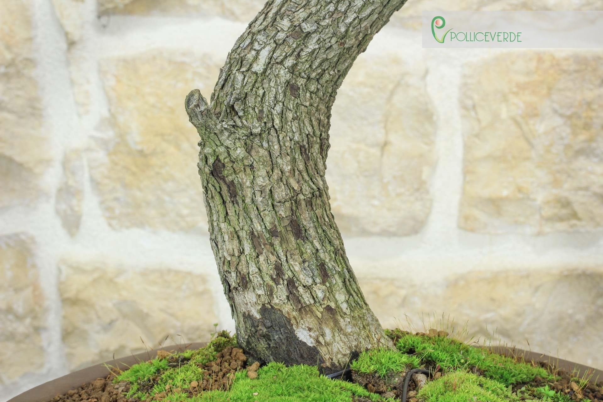 Bonsai di Biancospino (20)