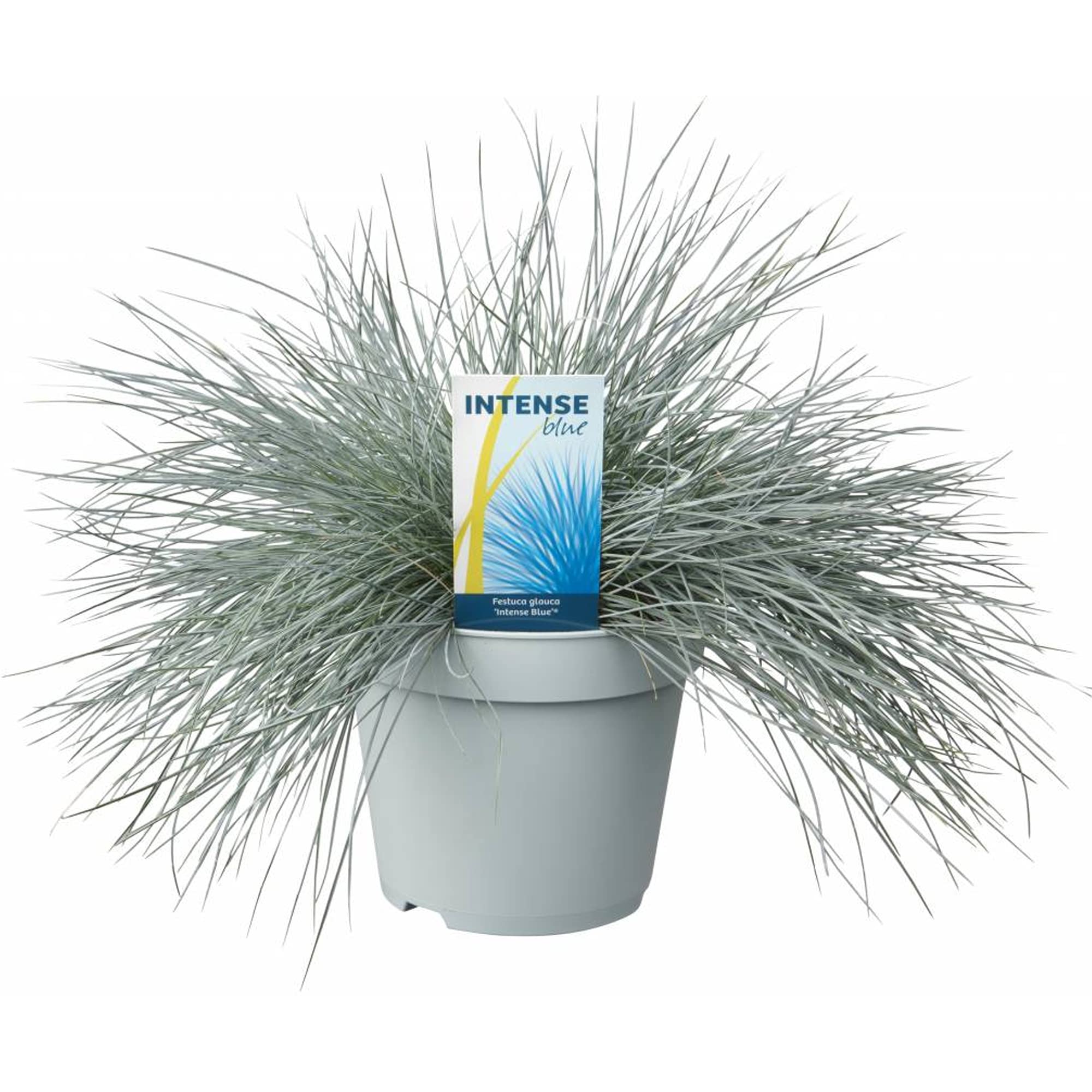 Festuca glauca Intense Blue | Evergreen Compact Flowering Grassy Shrub in Pot (25-35cm Incl. Pot)