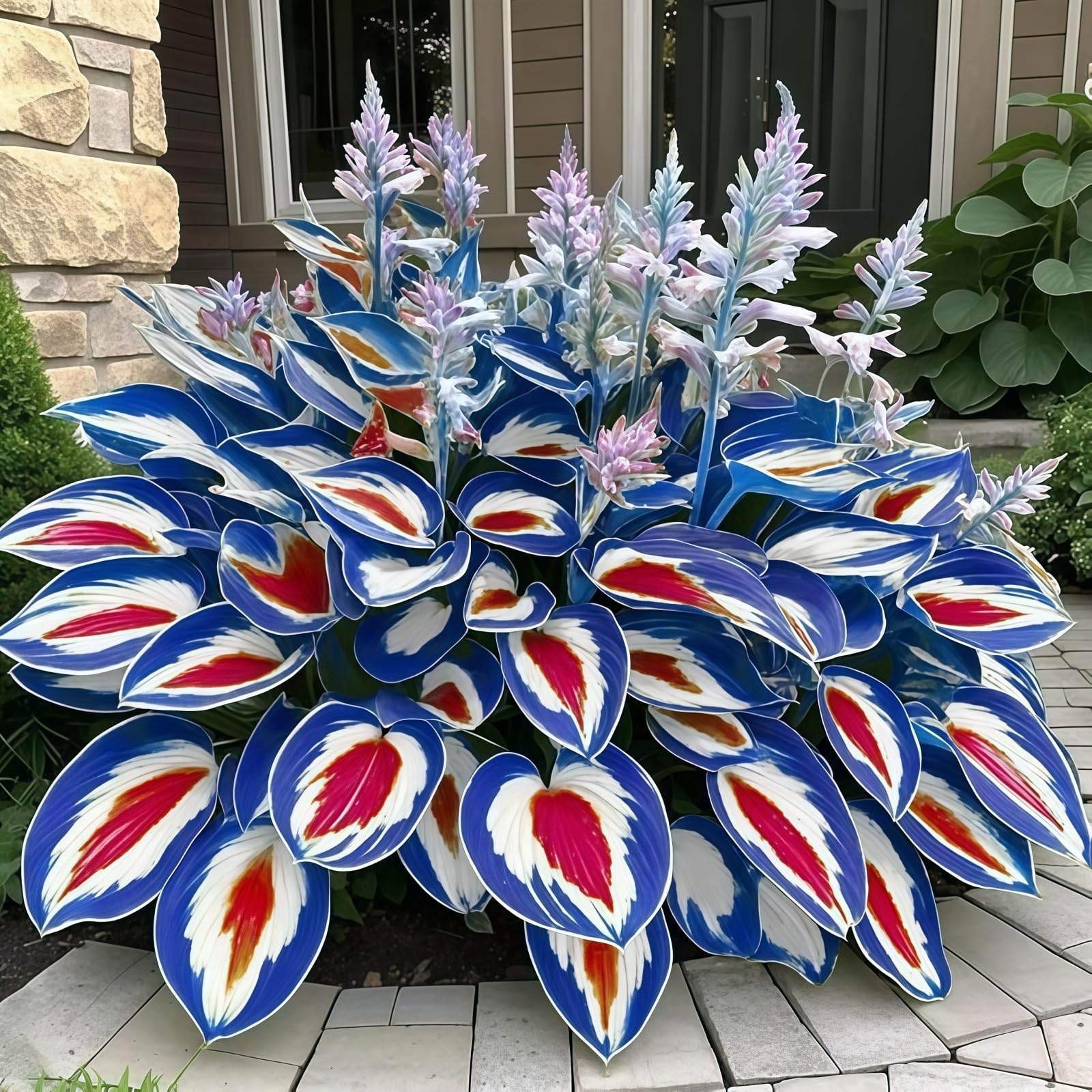 Plentiful Hosta Bulbs UK, Surprisingly Growing, Hardy Perennial, Potted Plants Rhizome, Garden Viewing, Landscape Design-8 Bulbs-J