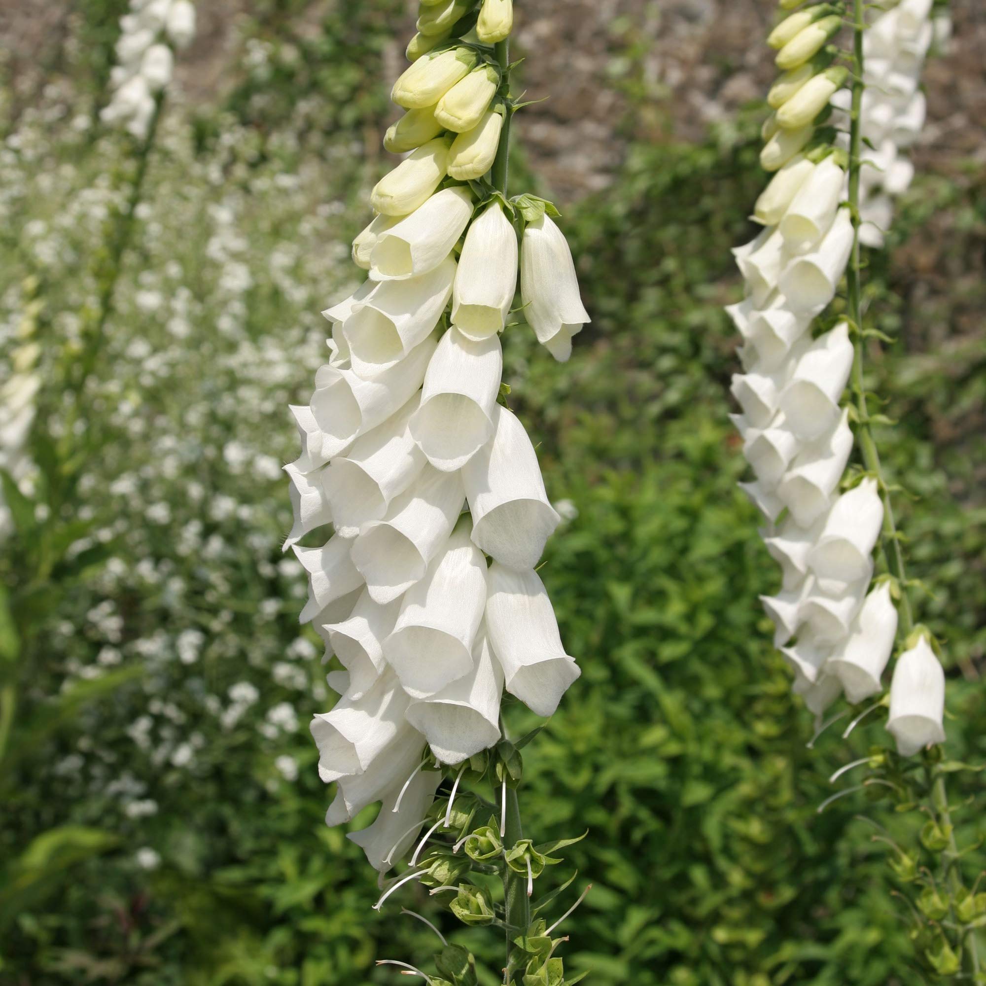 OutsideprideDigitalis Purpurea Alba White Foxglove Seeds – 5000 Pcs Biennial, Prolific, Tall Growing Flower Seeds with Pollinator-Friendly Blooms for Shaded Gardens & Outdoor Landscapes