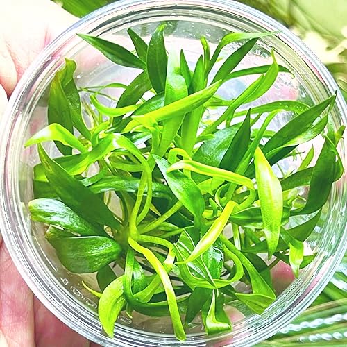 Greenpro | Espada de cadena de hoja ancha Echinodorus Quadricostatus Cultura de tejidos US Farm Plantas de acuario vivas en medio terreno para