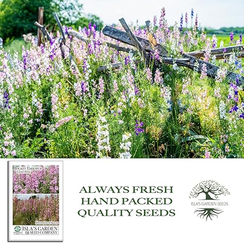 Miniatura 4 de Semillas de flor de cohete Larkspur rosa claro para plantar, más de 250 semillas por paquete, semillas de jardín de Isla, semillas sin OMG y