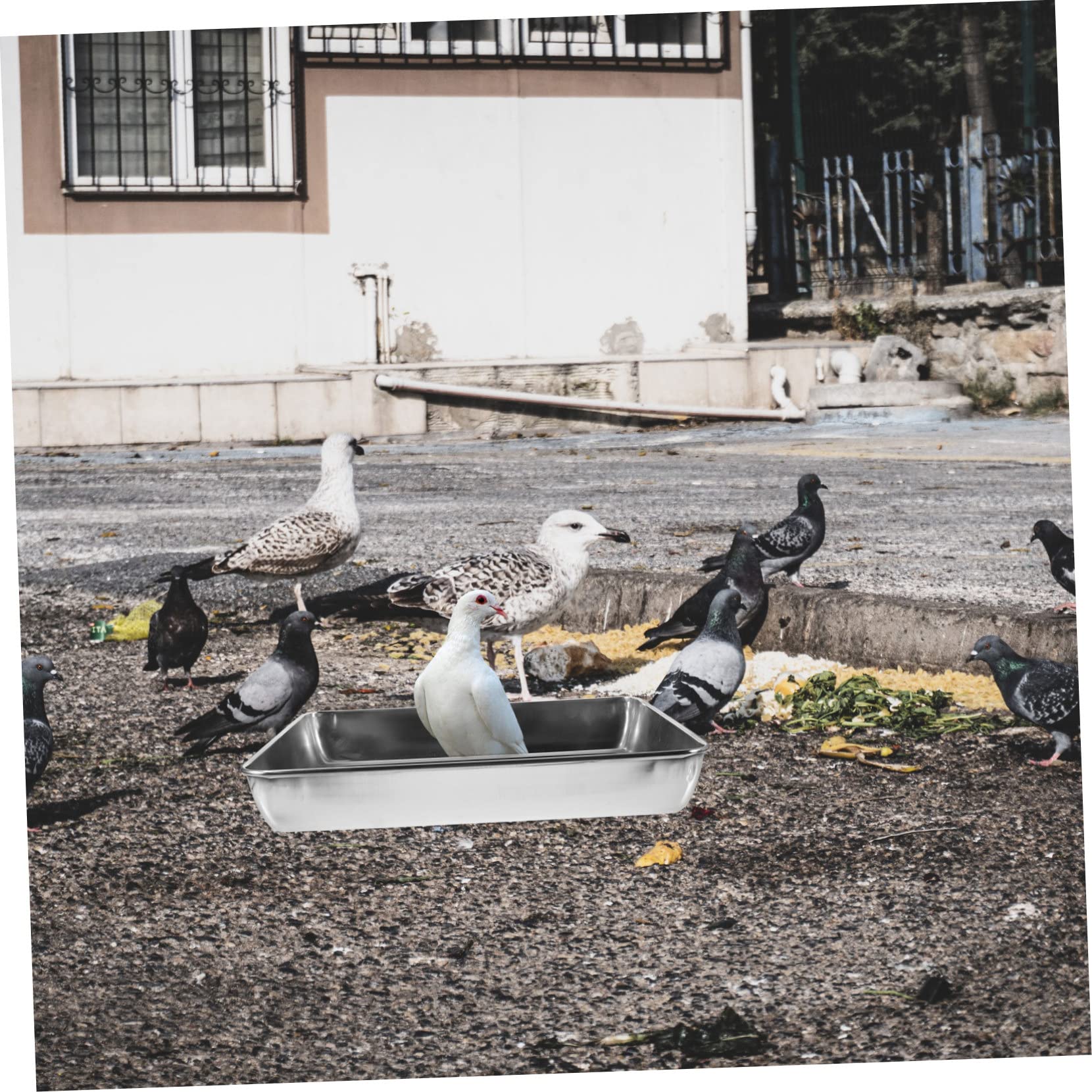 VANZACK Bain à Bain pour Oiseaux en Acier Inoxydable Argenté, Réutilisable et Facile à Assortir, pour Petits Pigeons et Oiseaux Exotiques