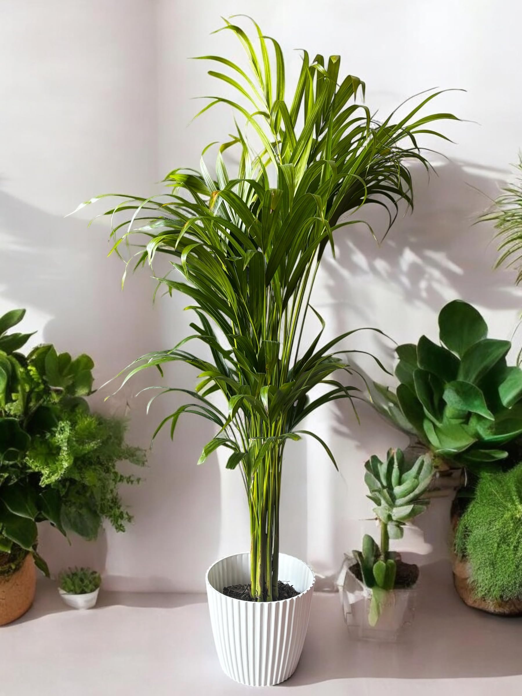 Kuberaa Indoor Areca Palm Large 3.7 Feet Plant, Live Natural Air Purifying House Plant with White Planter Pot and Colorfull Pebbles (Same as in image)-image-14
