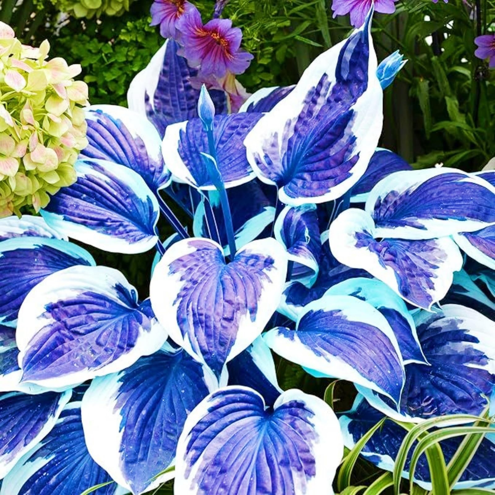 Hosta Bulbs for Planting, Hardy Perennial, Excellent Display, Mix Greening Flower, Natural Organic, Wedding, Balcony Garden, Suitable for Garden Plants-8 Bulbs-C