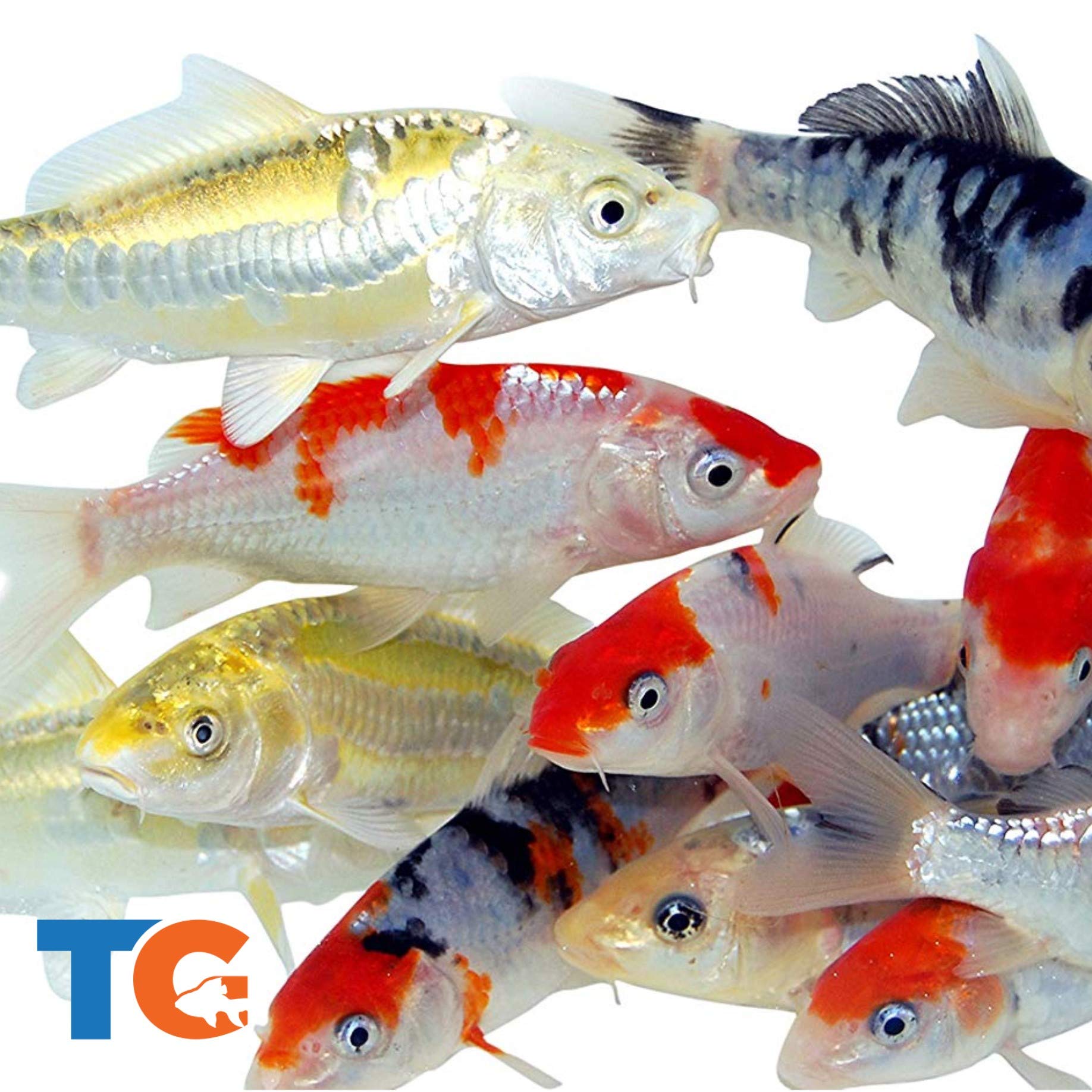 Toledo Goldfish Standard Fin Koi, Variety of Colors and Patterns - Beautiful Live Fish Perfect for Ponds, Tanks, and Aquariums - 6-8 Inches, 25 Count