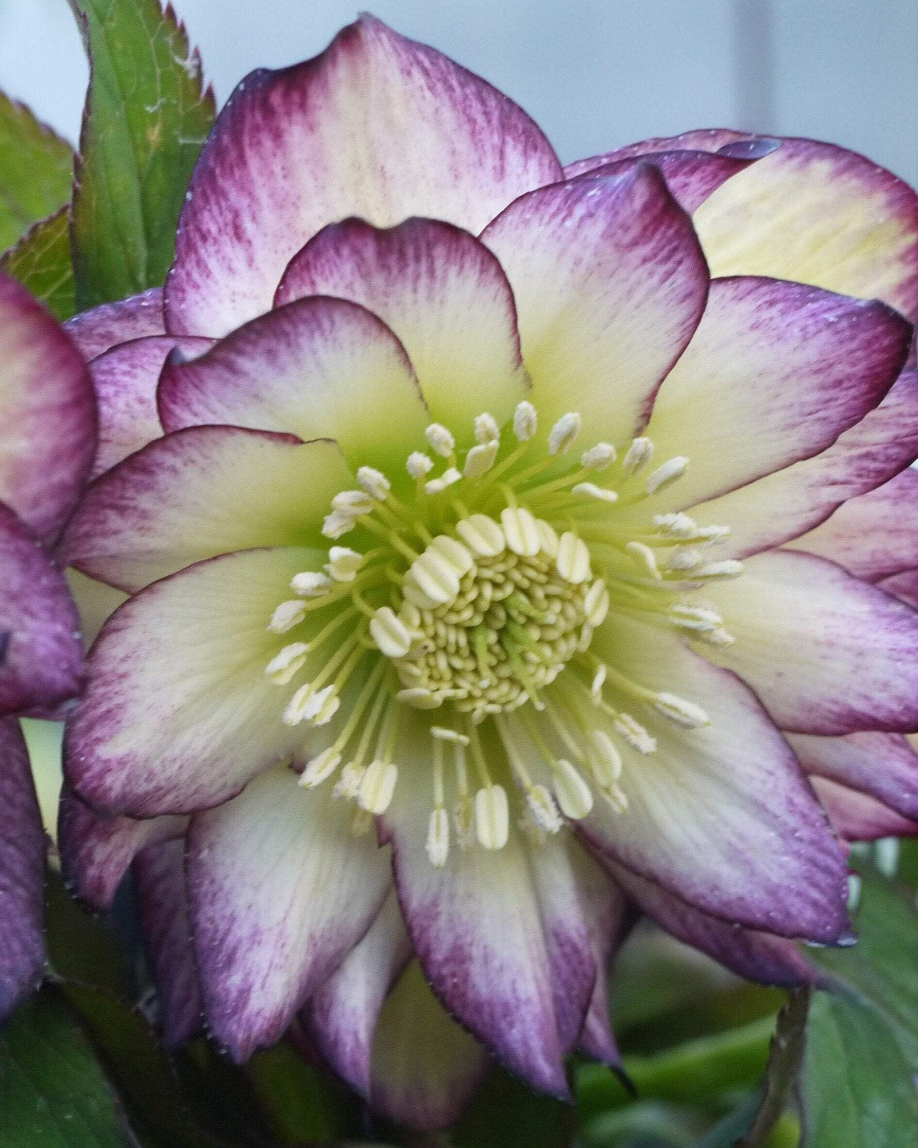 Perennial Farm Helleborus Rose Quartz