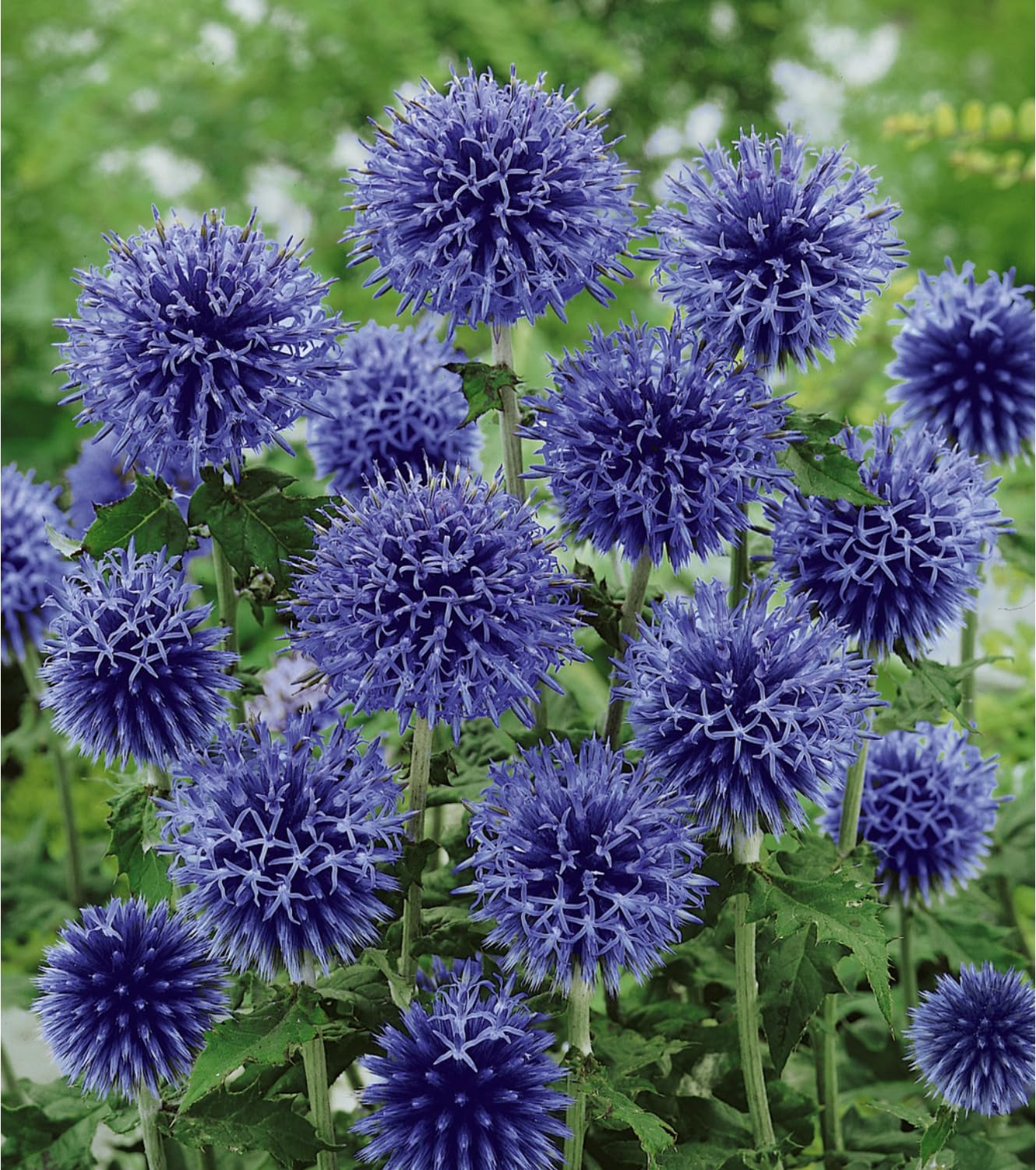 4 x Echinops ritro Globe Thistle Perennial Plug Plants Garden Ready Plugs