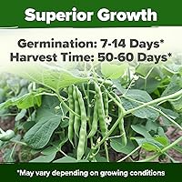 Vista 20 de HOME GROWN Semillas de diente de león para plantar 600 semillas de hierbas medicinales tradicionales (~ 0.01 oz) sin OMG cultivan hojas y flores