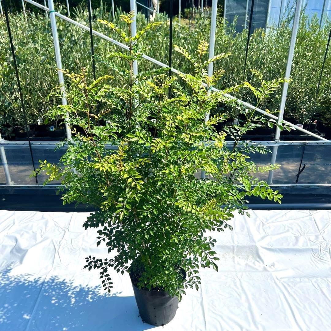 ボリューム満点 高さ90㎝前後 シマトネリコ 株立ち 10本立ち以上