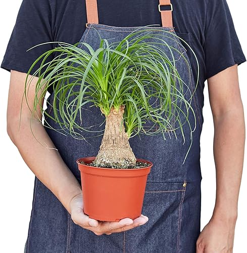 Miniatura 3 de House Plant Shop  Palmera 'cola de caballo' - Maceta de 4 pulgadas  Planta de interior viva  Fácil de cuidar  Planta de decoración natural  Grandes