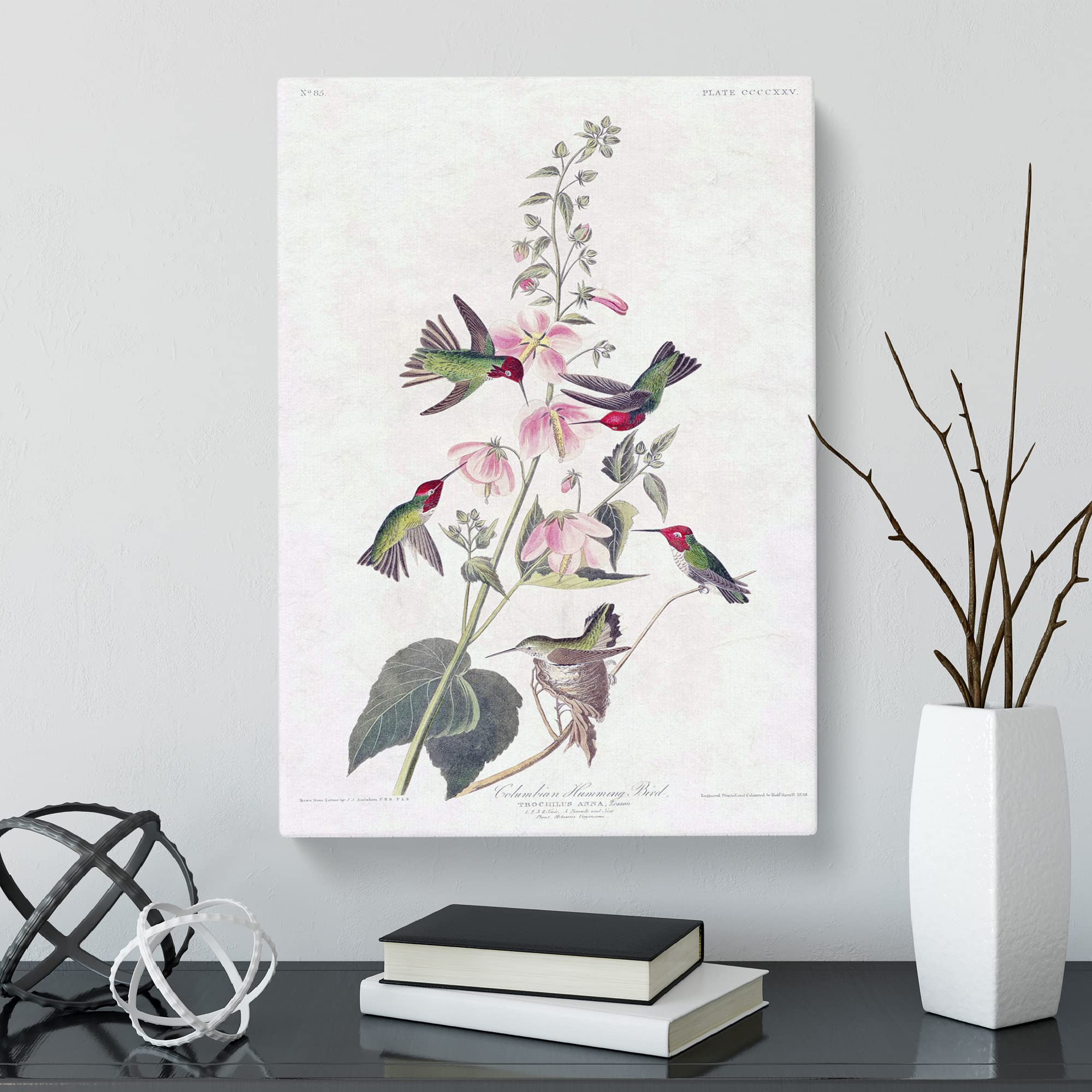 Columbian Hummingbirds By John James Audubon Canvas Print, Mixed, 25L x 50W cm - Image 3
