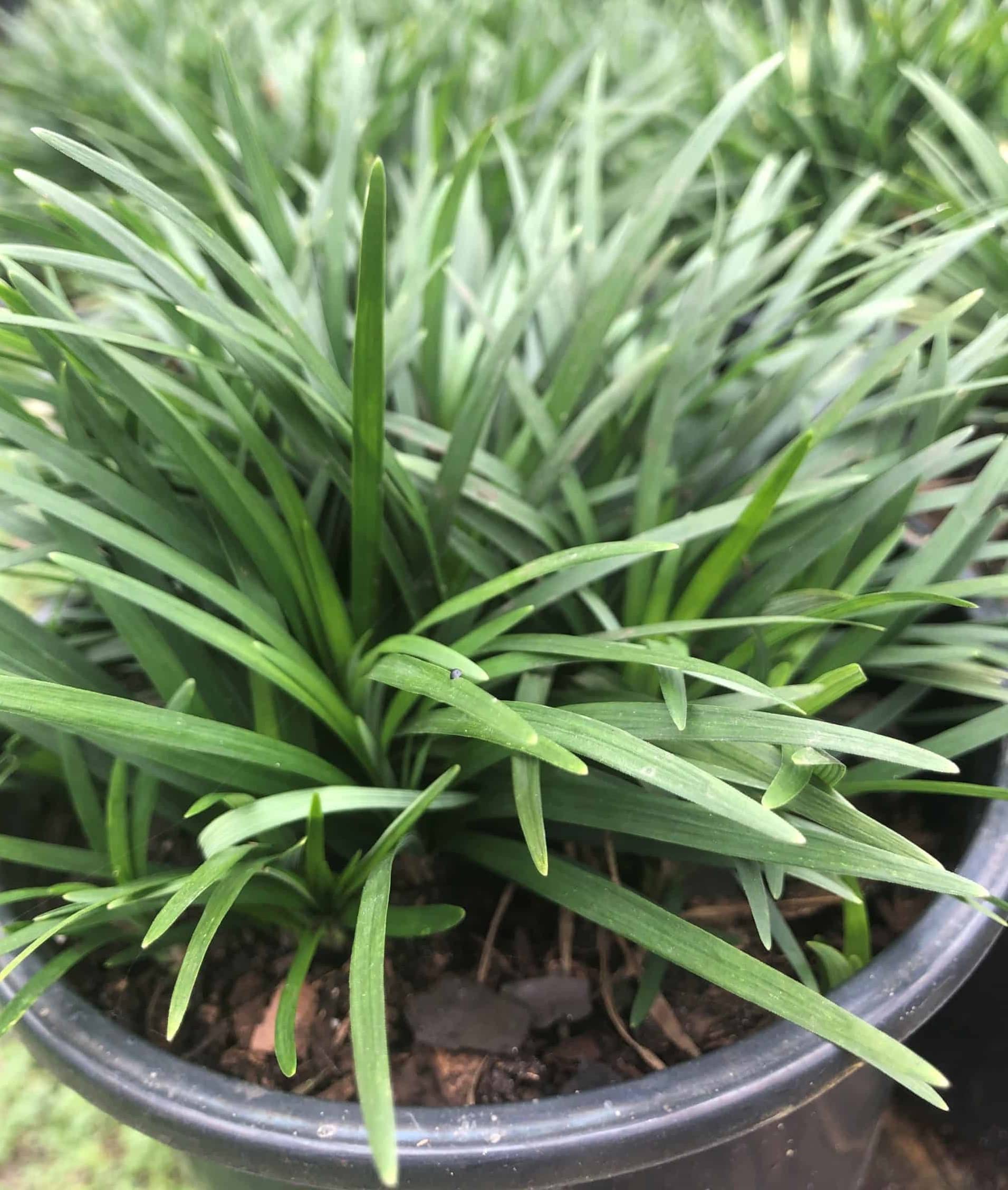 The Four Seasons Mondo Grass Dwarf | Monkey Grass (Ophiopogon japonicus) Natural Live Plants in Pot (B07DJLVT6Y) Amazon Price History, Amazon Price Tracker
