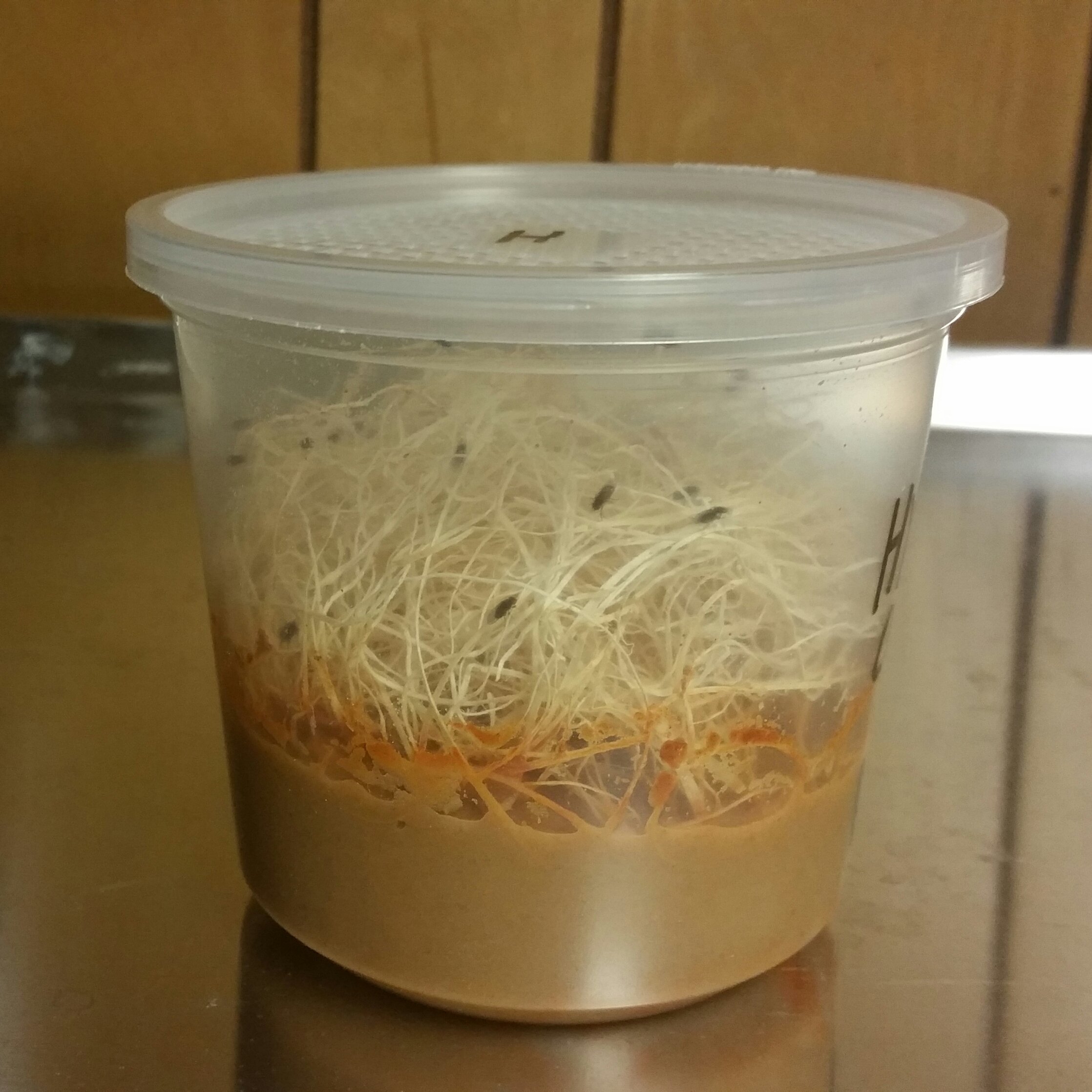 Buy 1 Cup Economy Drosophila Hydei Flightless Fruit Fly Culture(Bigger