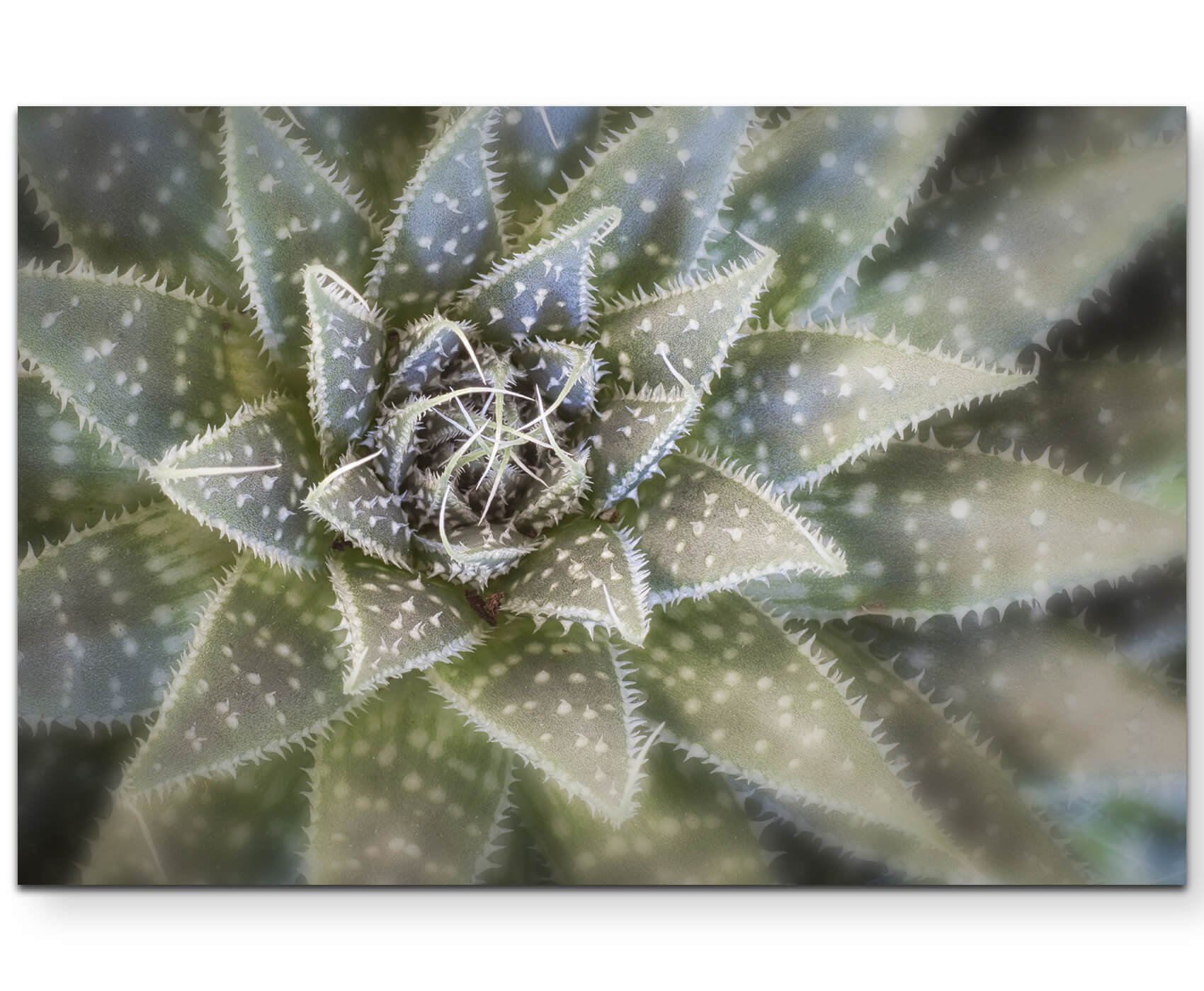 Amazon.de: Paul Sinus Art Kaktus von oben - Leinwandbild 120x80cm