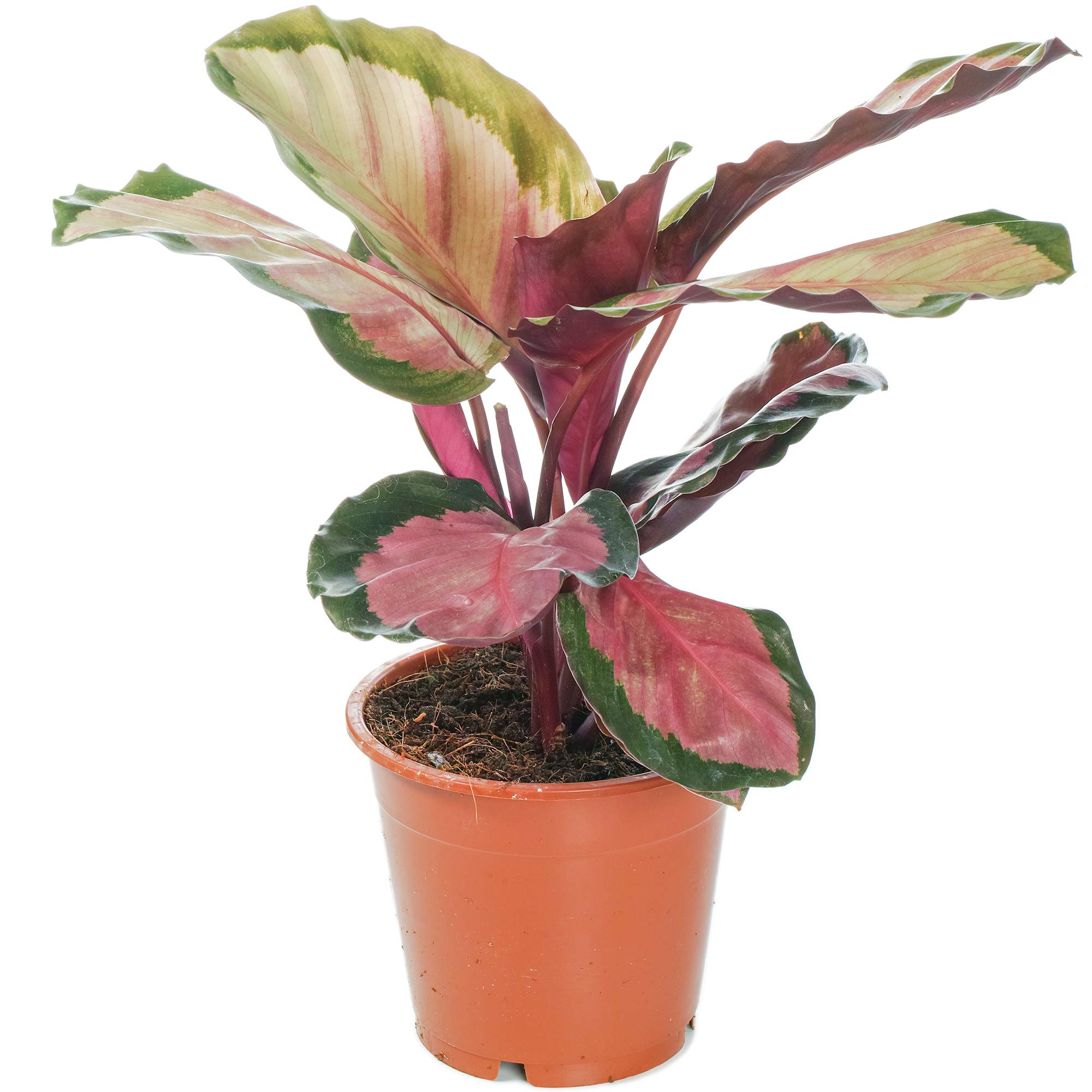 calathea eigenschaften Calathea makoyana (Korbmarante) (S) | Olivia