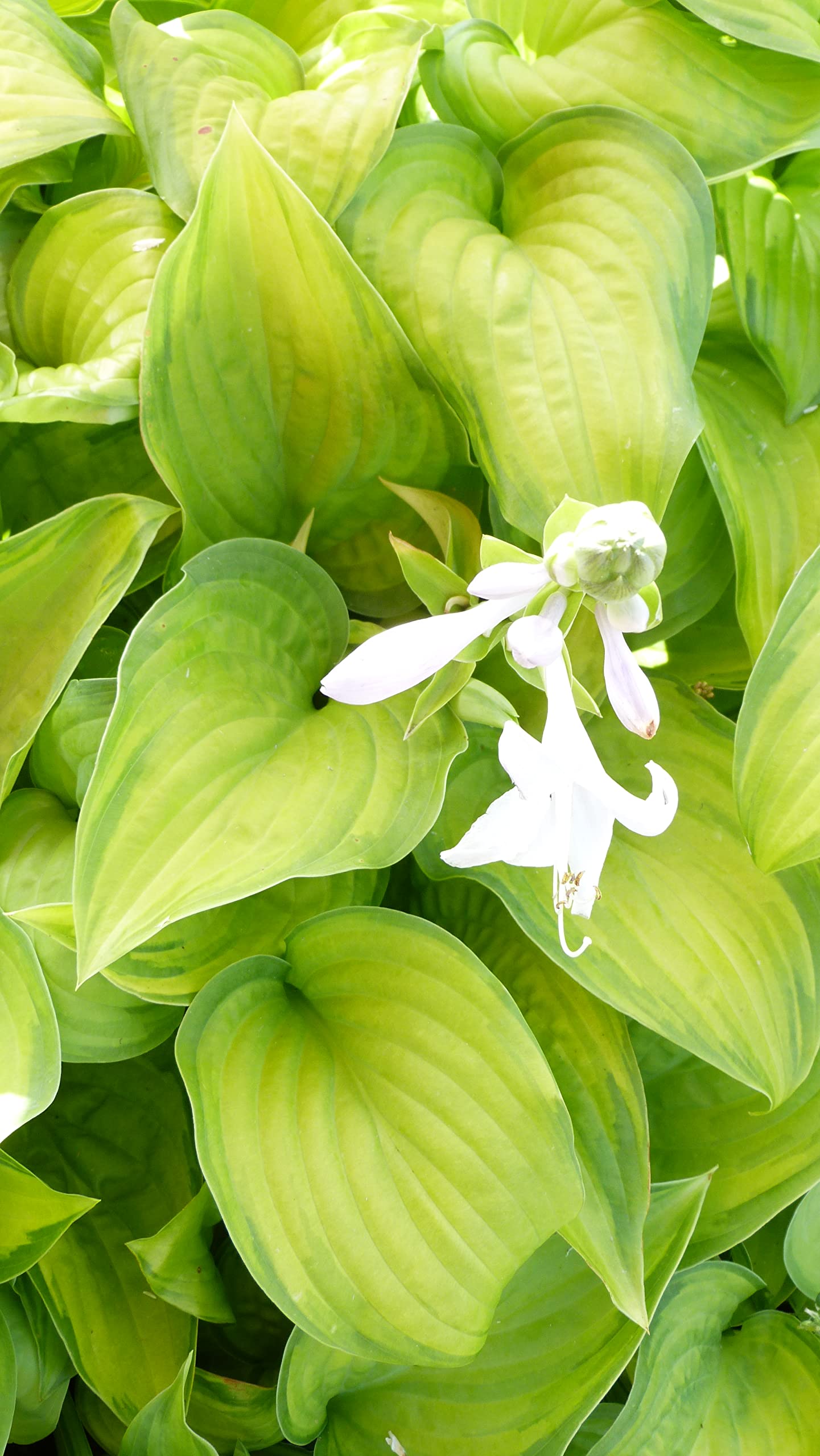seeds Potted Hosta Guacamole’ Plantain Lily Hardy Garden Outdoor Plant with Green Foliage and White Summer Flowers, Ideal for Shade Beds and Patios, 1 x 1 Litre Pot