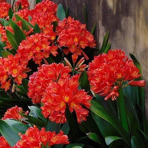 Miniatura 5 de CHUXAY GARDEN Red Clivia Miniata-Natal Lily, Bush Lily, Kaffir Lily 40 semillas para plantar plantas populares para áreas sombreadas, planta de