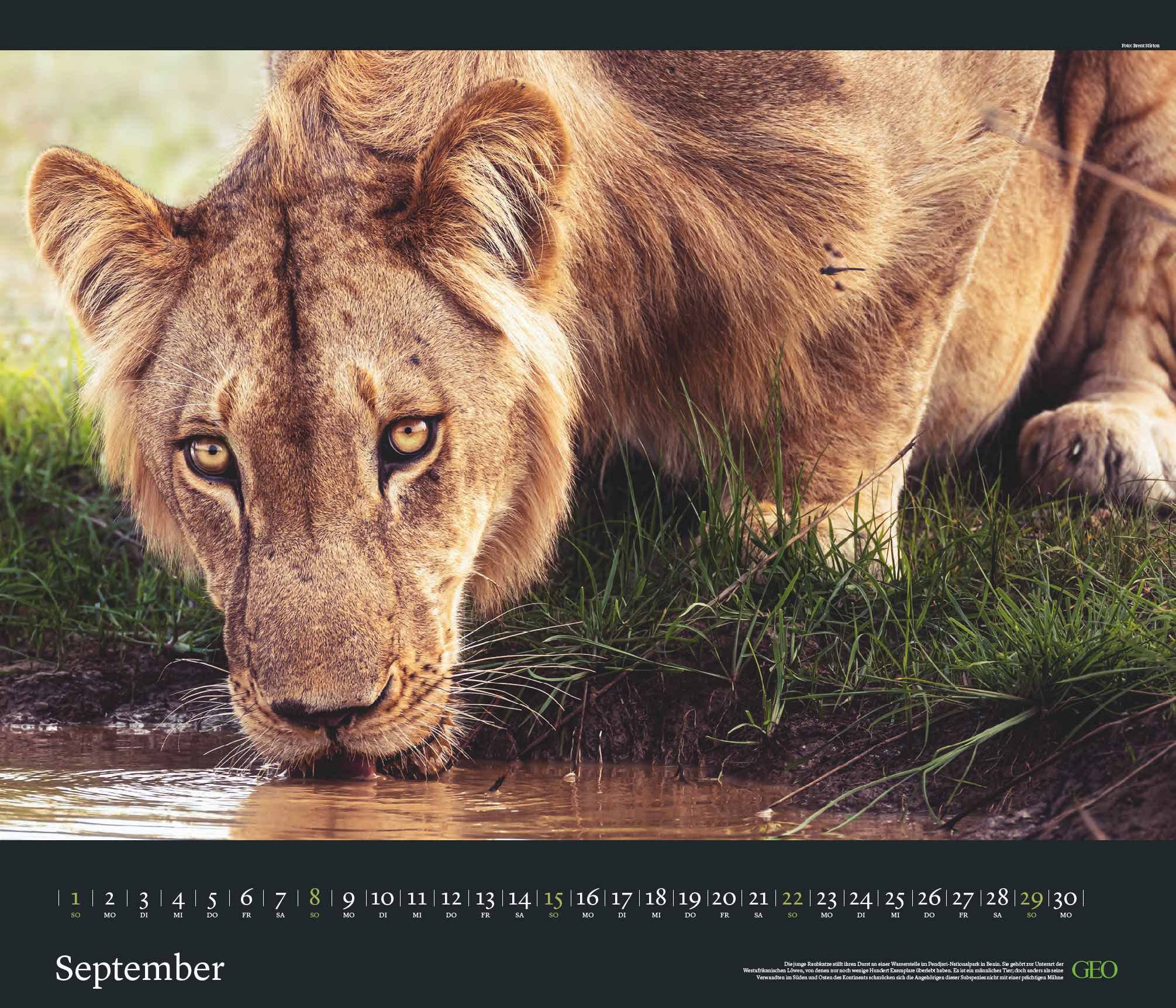 GEO Edition: Tierwelten 2024 - Wand-Kalender - Tier-Kalender - 70x60: Posterkalender, Mittel